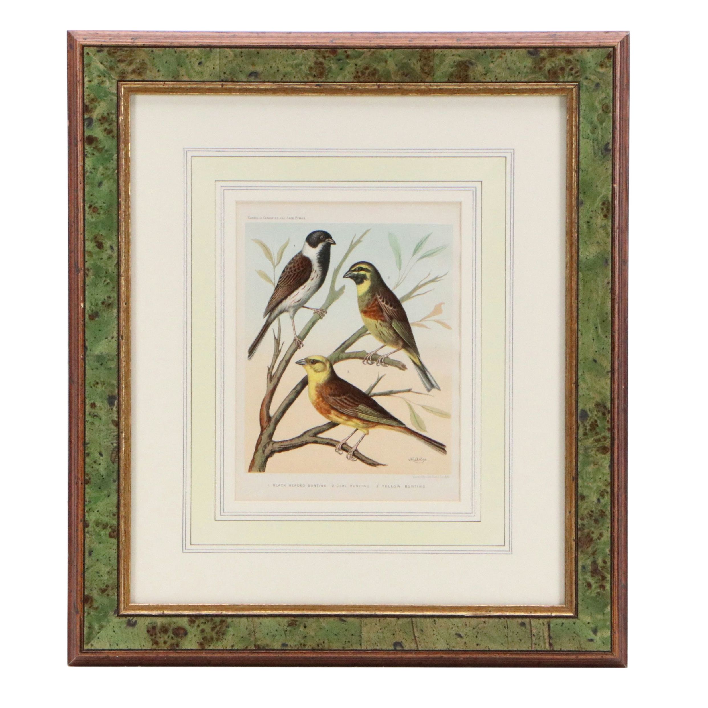 Ornithological Chromolithographs After William Rutledge, Circa 1880s