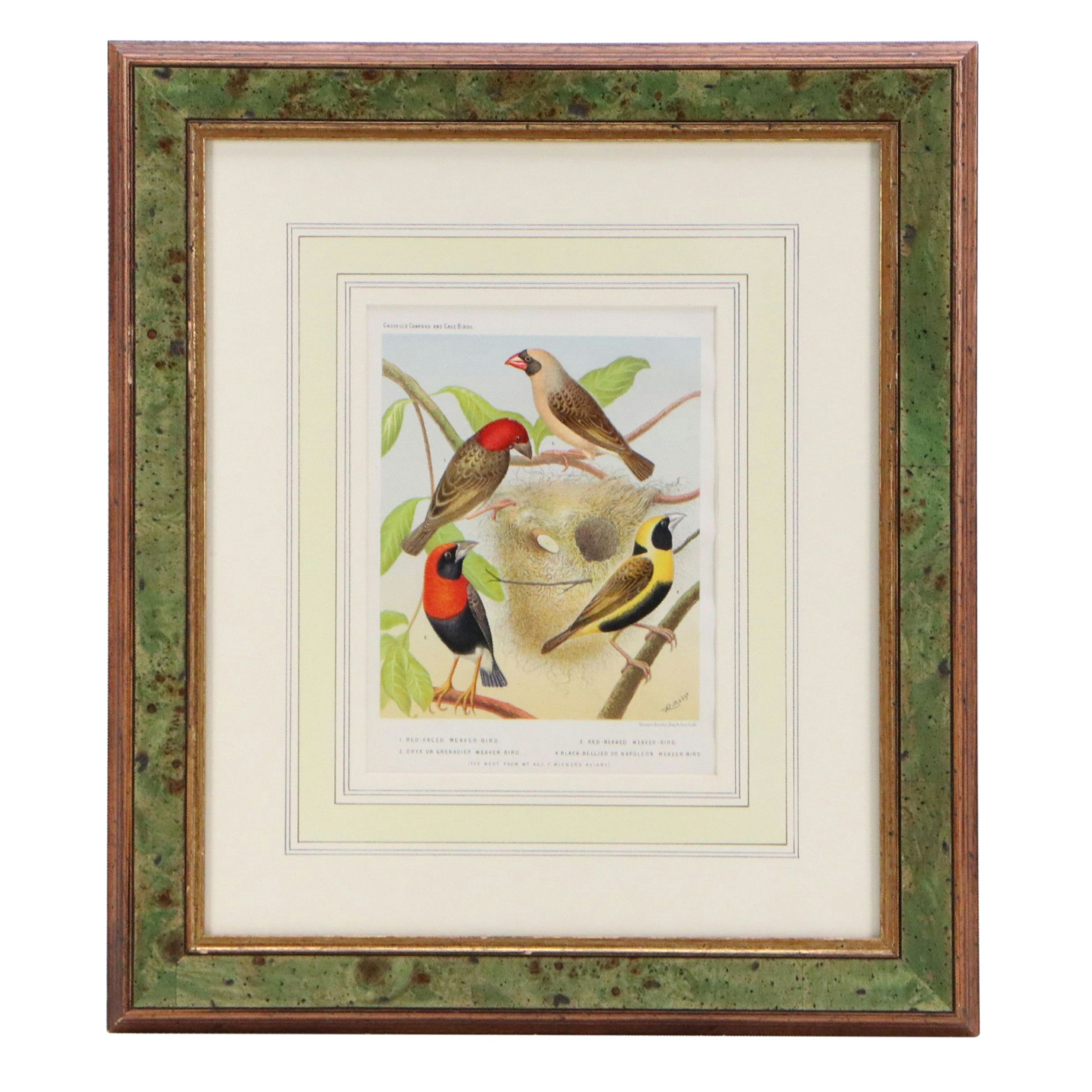 Ornithological Chromolithographs After William Rutledge, Circa 1880s