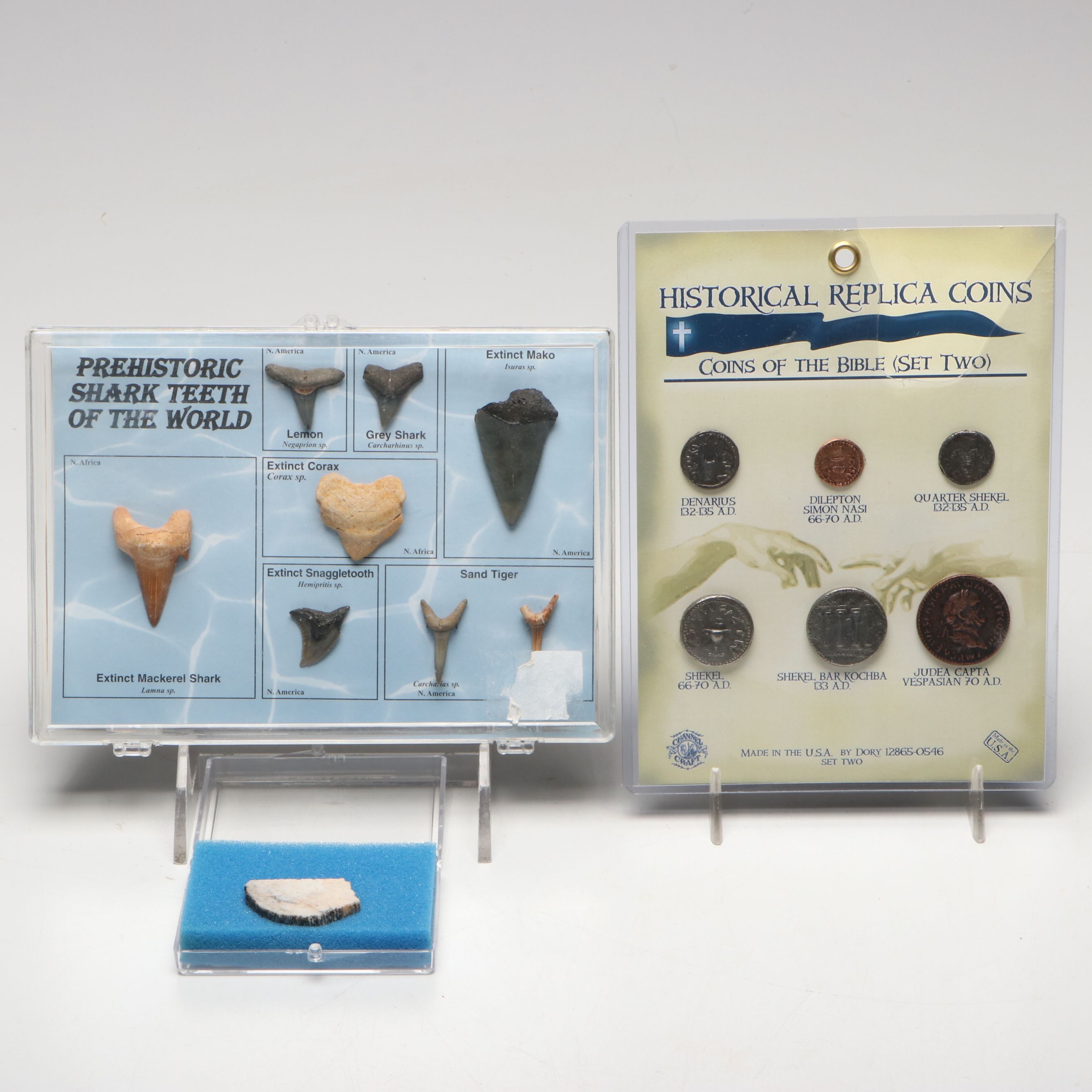 Dinosaur Bone Fragment with Prehistoric Shark Teeth and Replica Coins