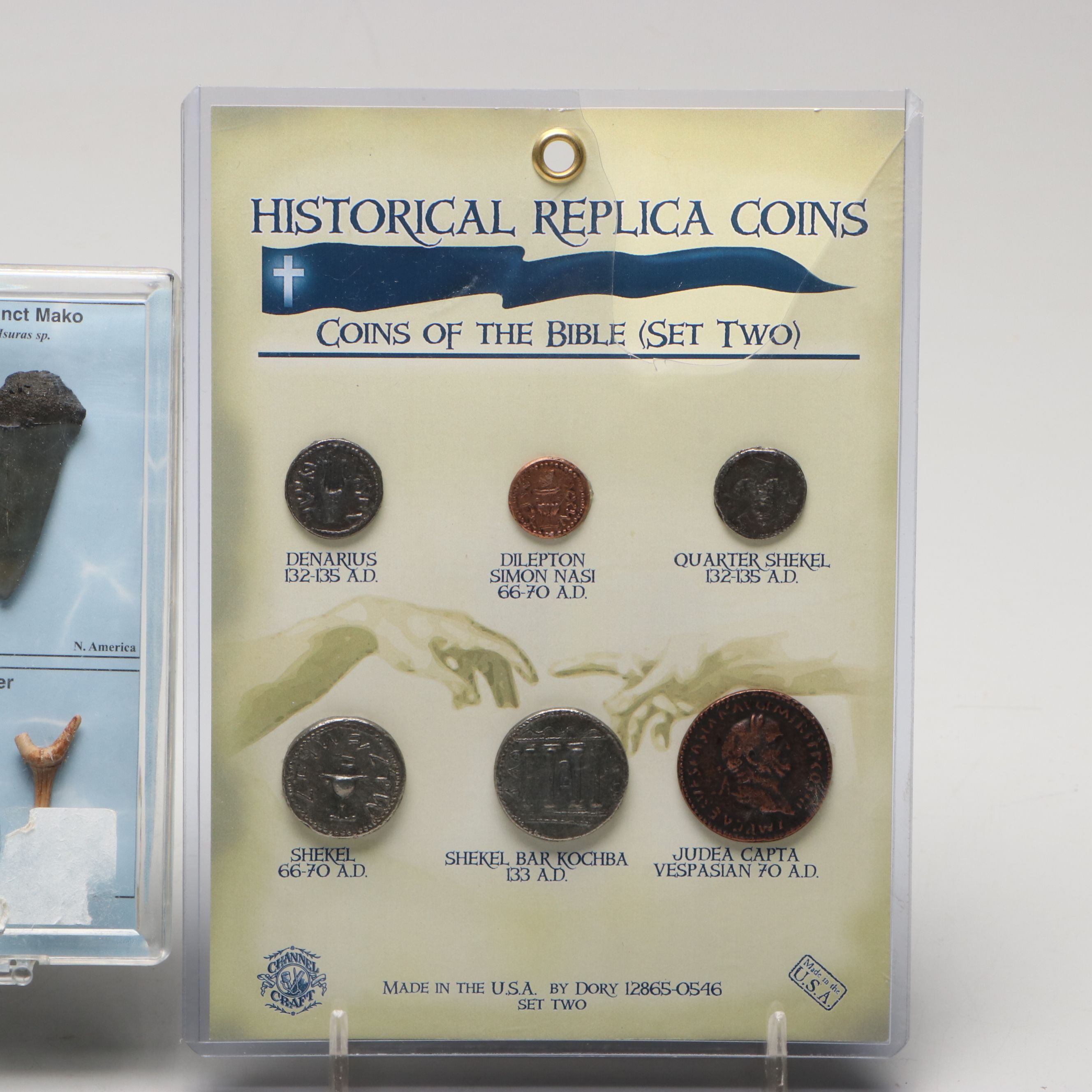 Dinosaur Bone Fragment with Prehistoric Shark Teeth and Replica Coins