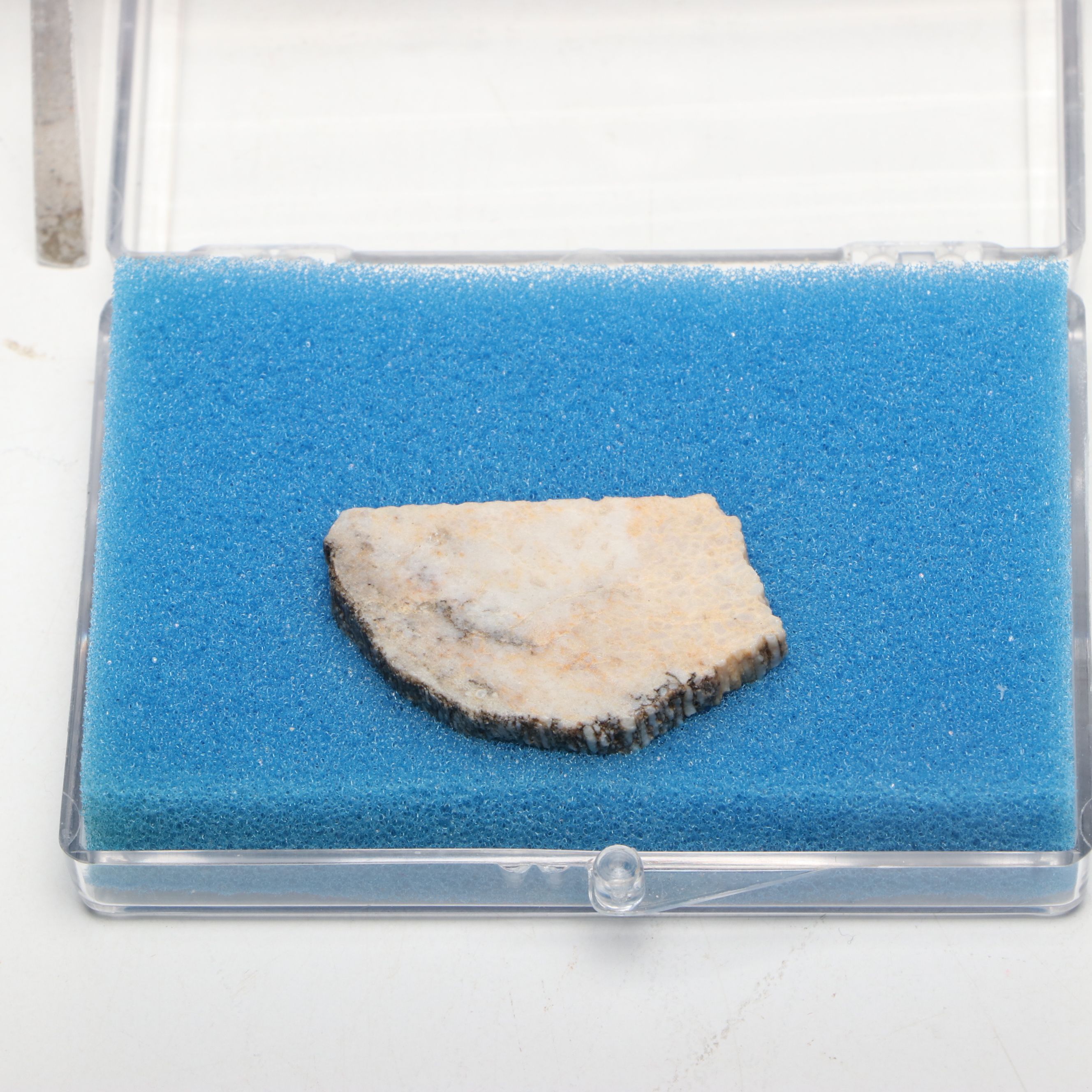Dinosaur Bone Fragment with Prehistoric Shark Teeth and Replica Coins
