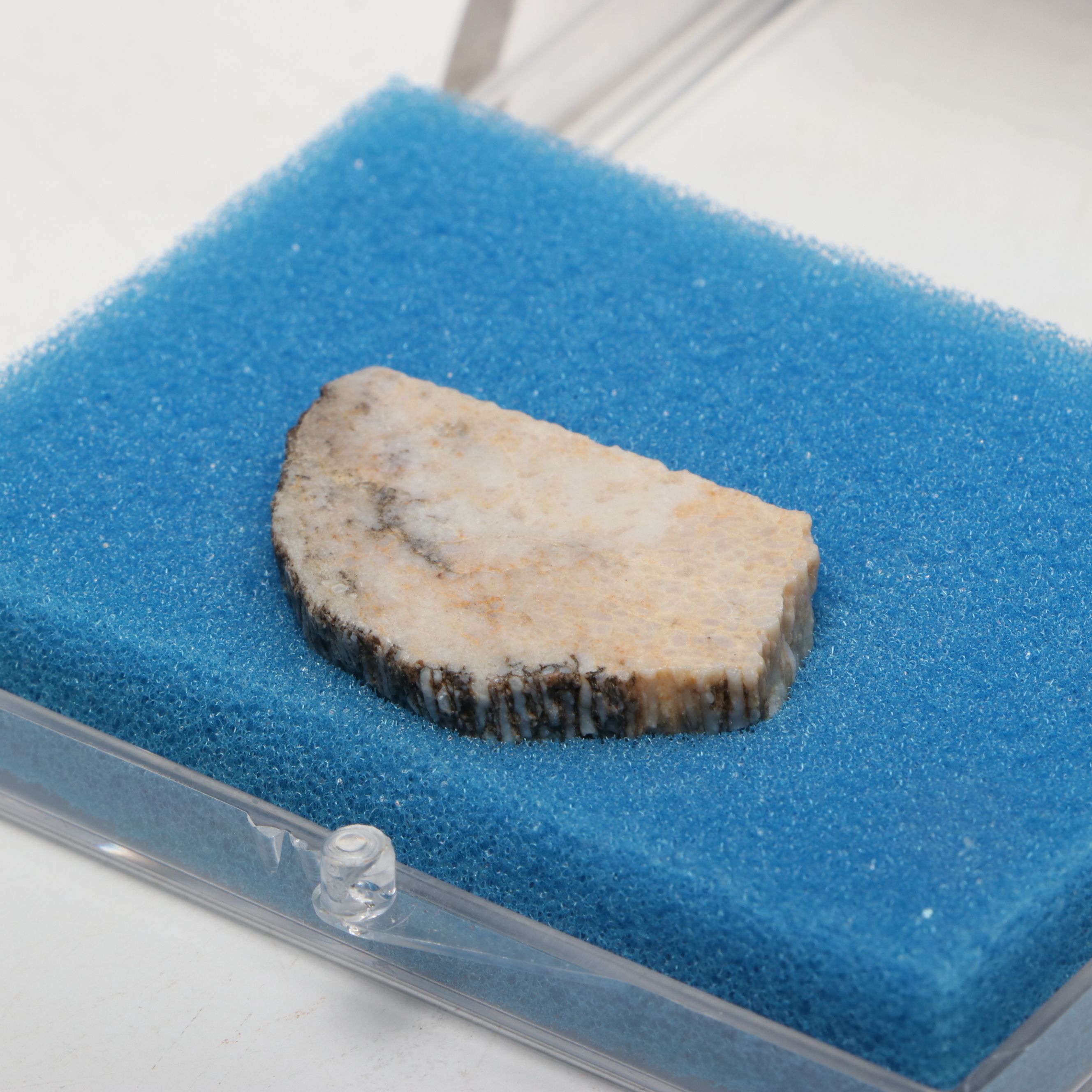 Dinosaur Bone Fragment with Prehistoric Shark Teeth and Replica Coins