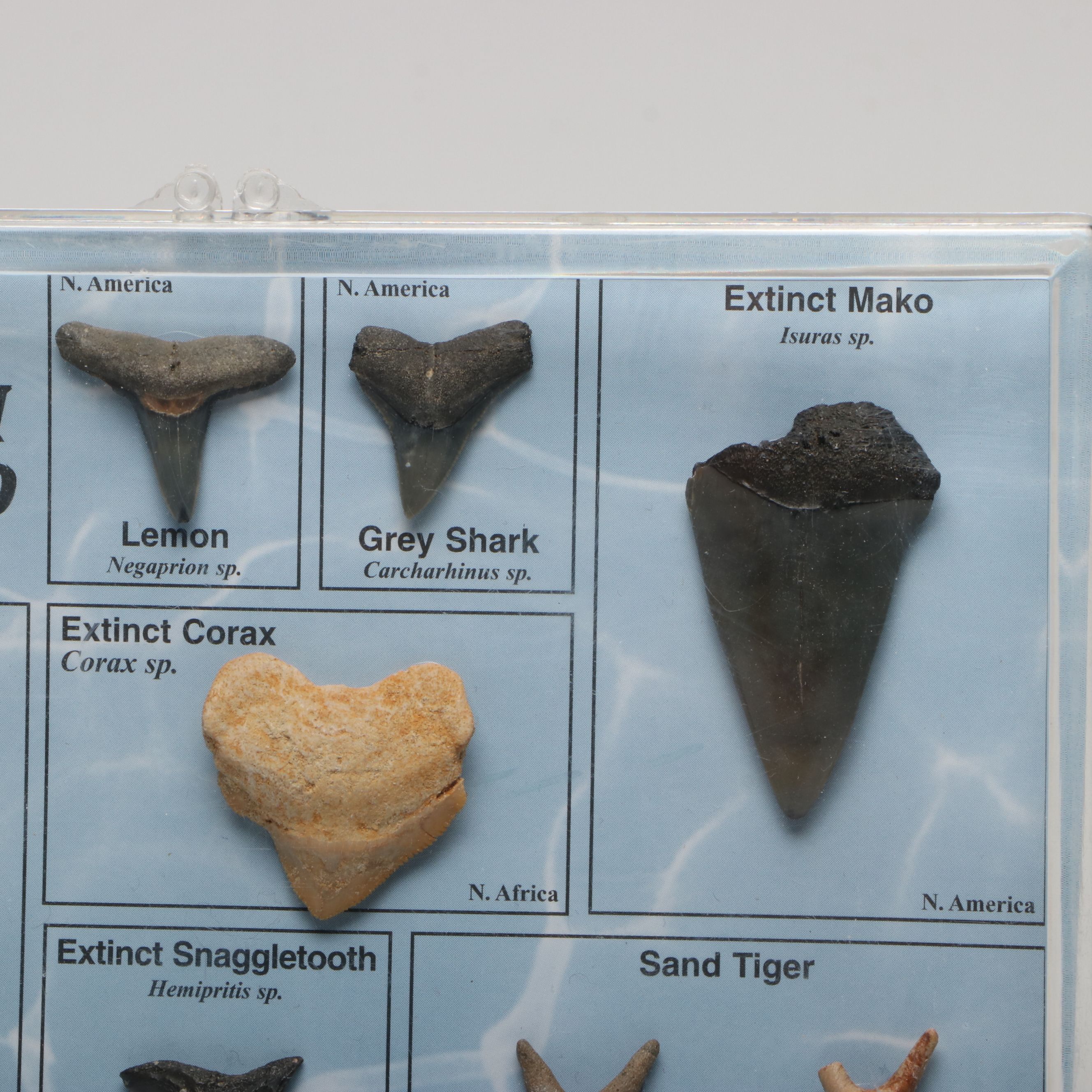 Dinosaur Bone Fragment with Prehistoric Shark Teeth and Replica Coins
