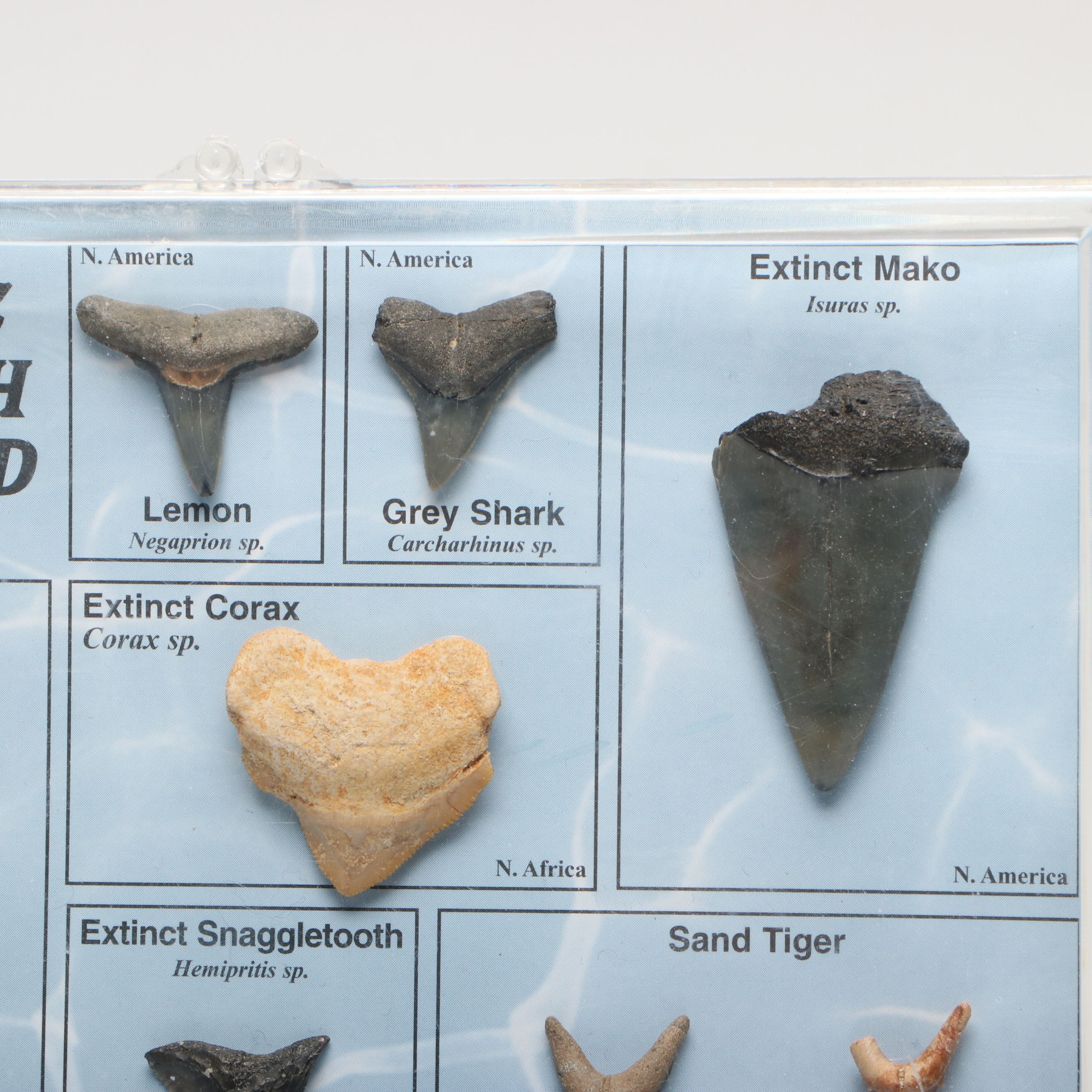 Dinosaur Bone Fragment with Prehistoric Shark Teeth and Replica Coins