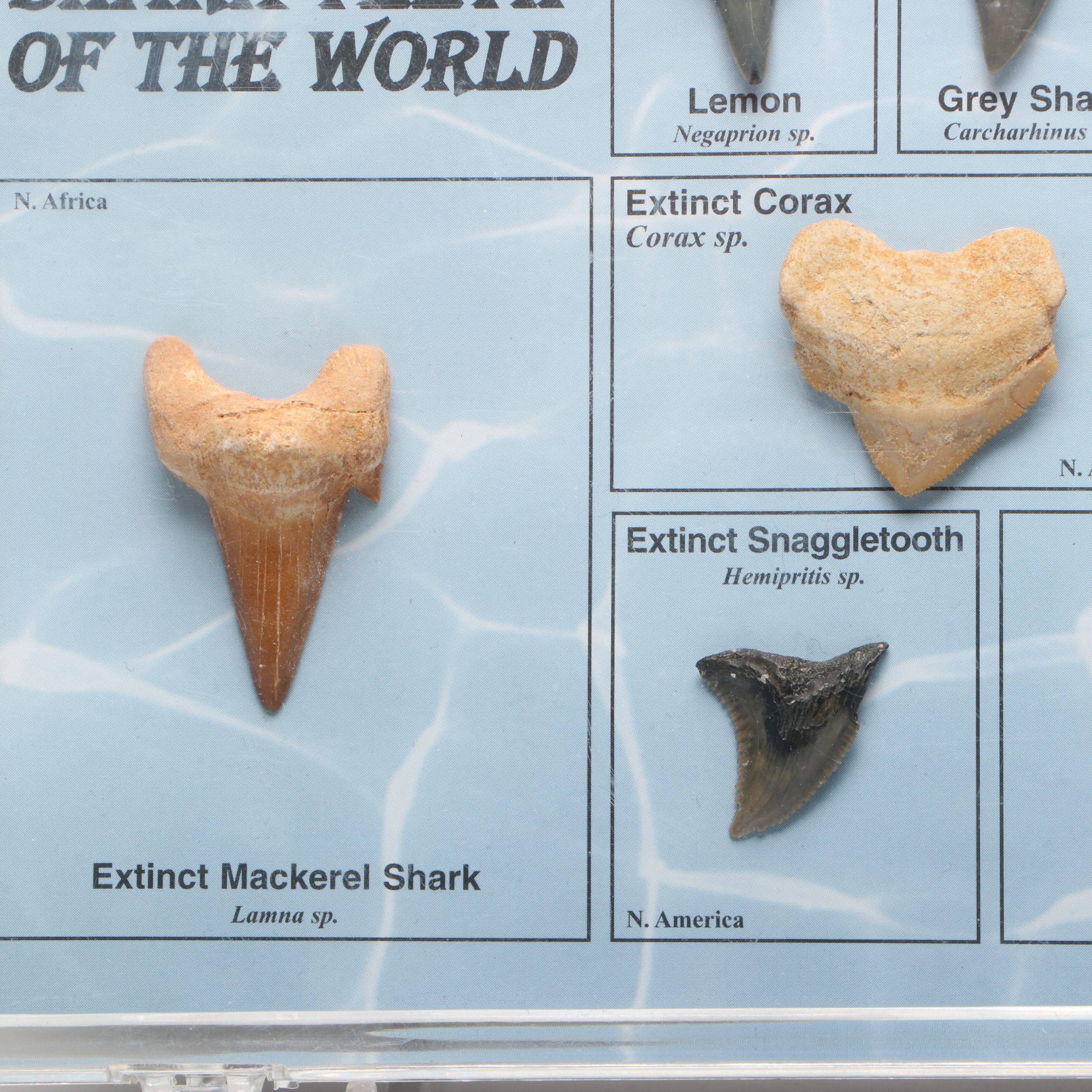 Dinosaur Bone Fragment with Prehistoric Shark Teeth and Replica Coins