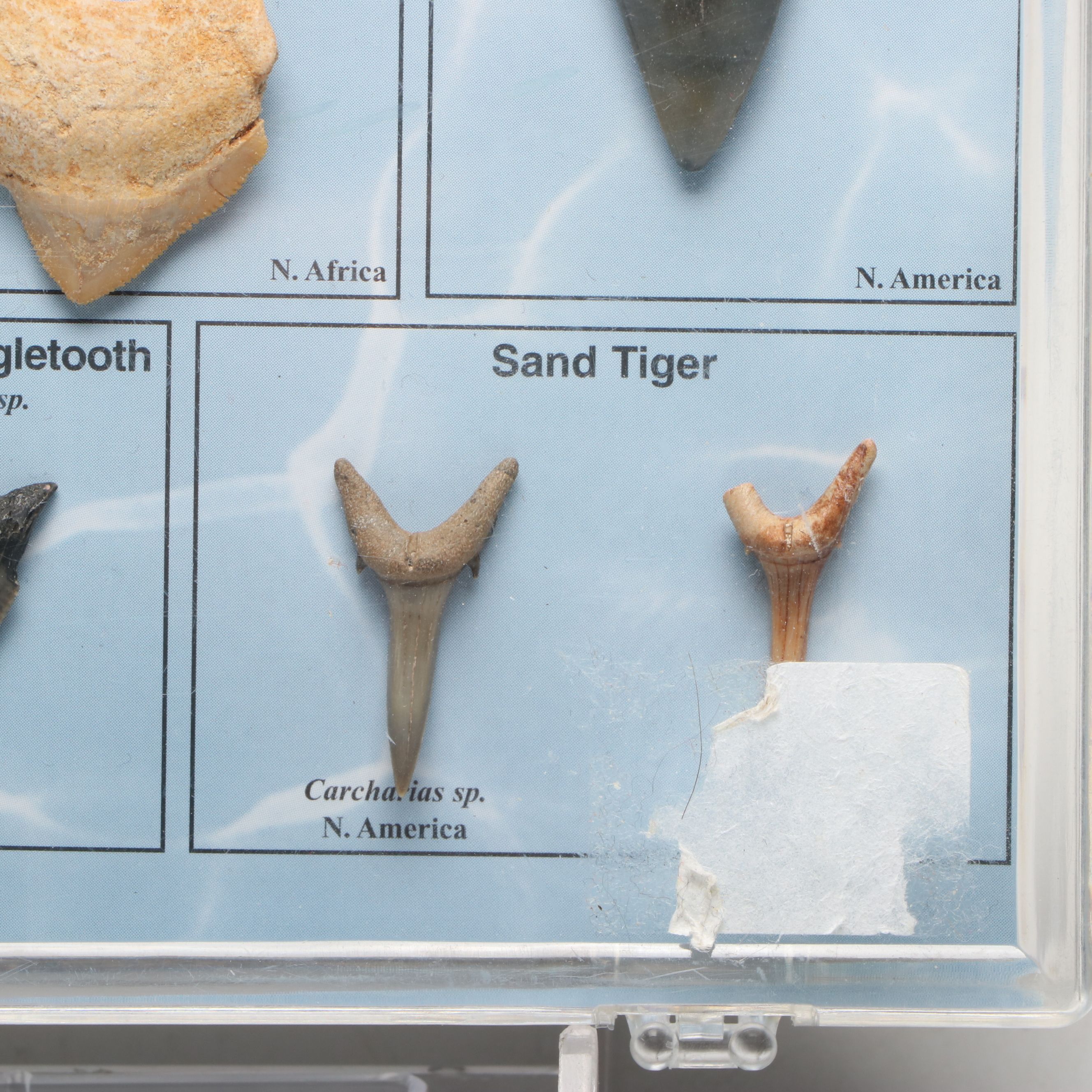 Dinosaur Bone Fragment with Prehistoric Shark Teeth and Replica Coins