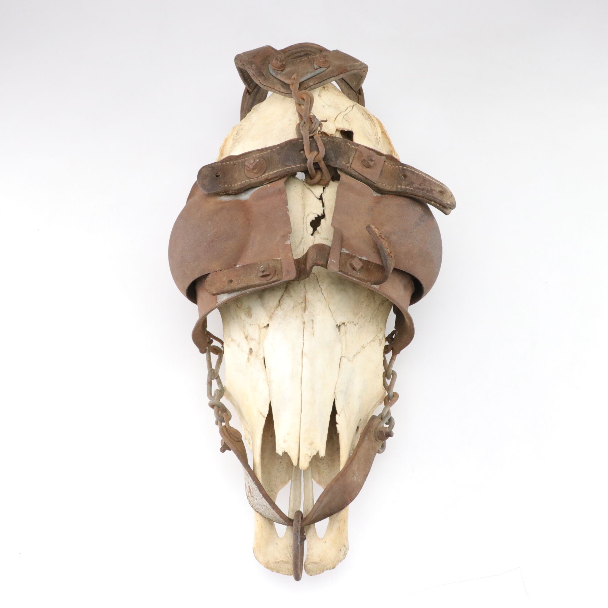 Leather Horse Bridle with Blinders on Bleached Skull