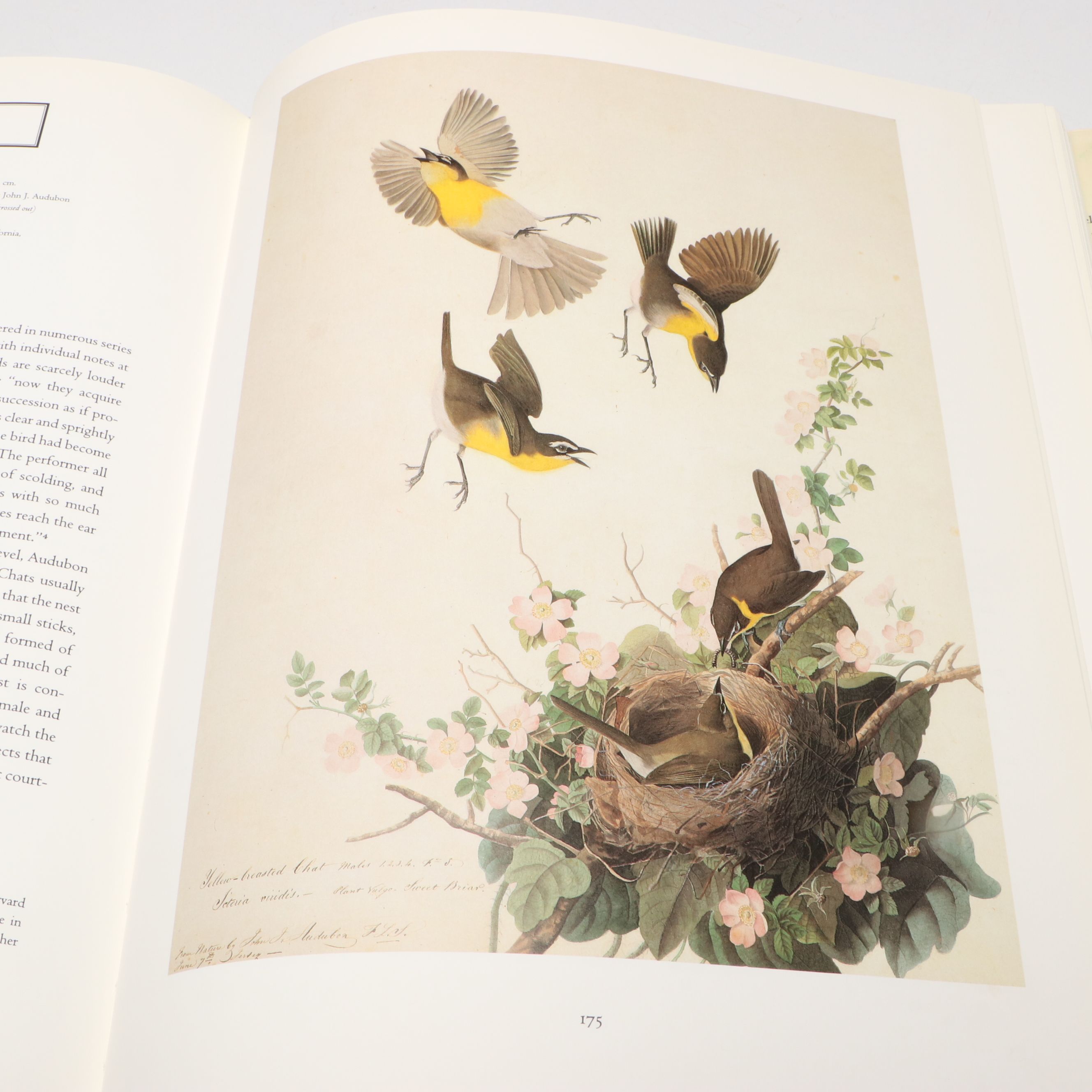 First Edition Thus "John James Audubon: Watercolors for The Birds of America"