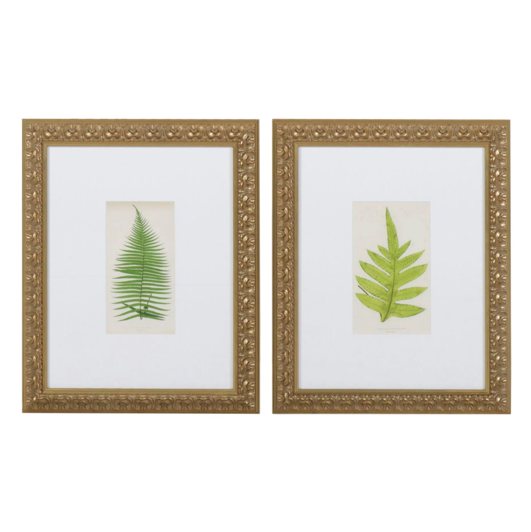 Botanical Giclées After Edward Joseph Lowe Featuring "Brainea Insignis"