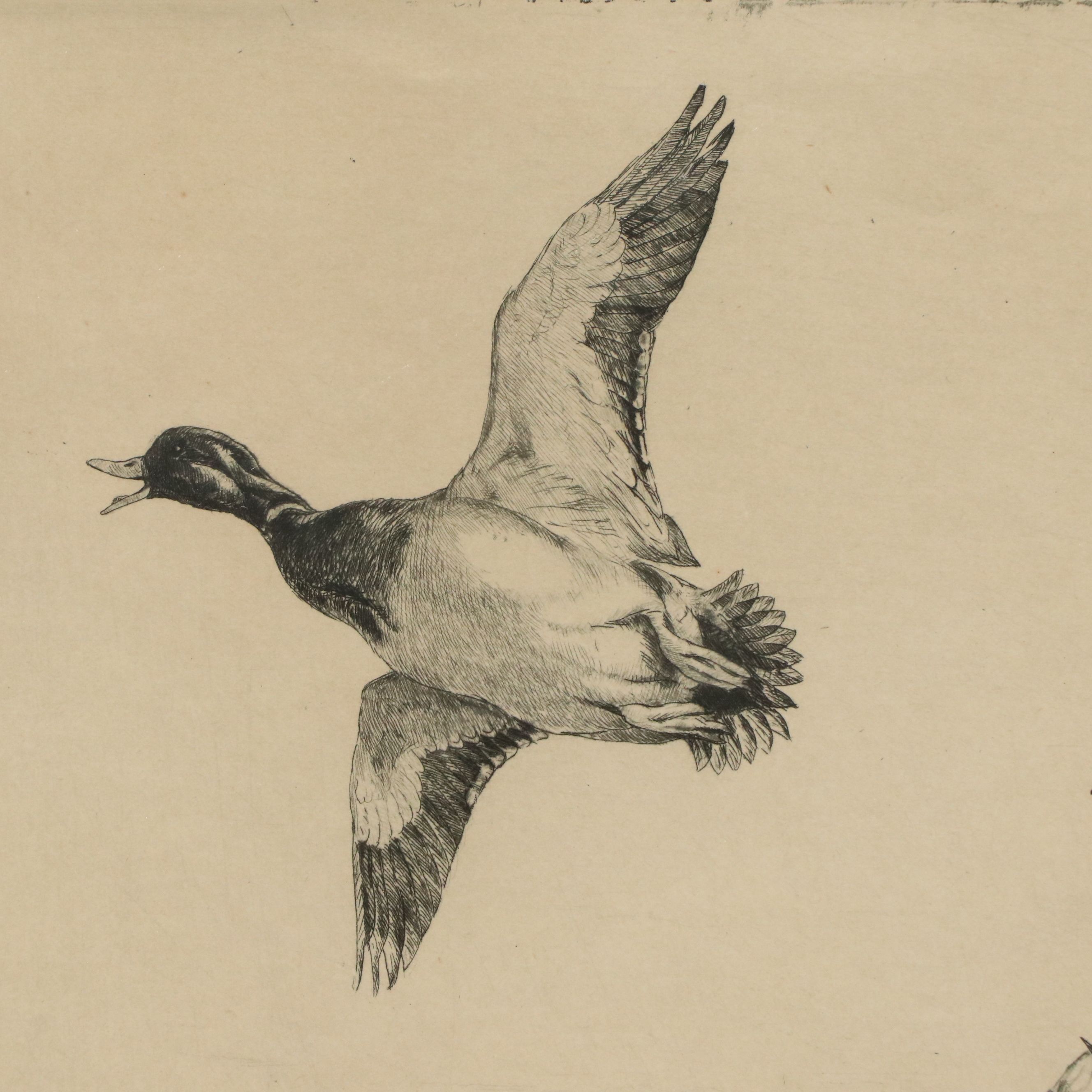 Winifred Austen Etching "Mallard"
