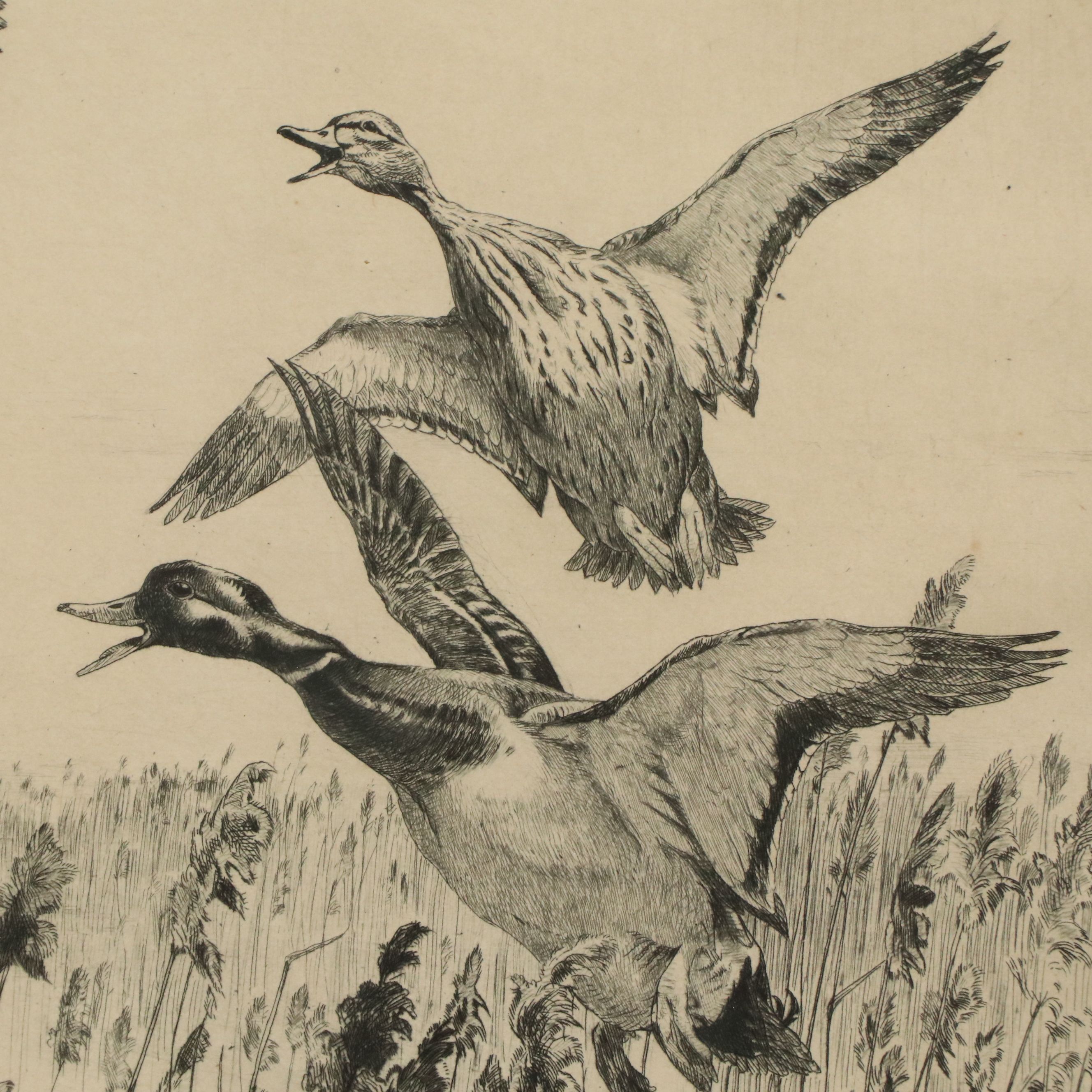 Winifred Austen Etching "Mallard"