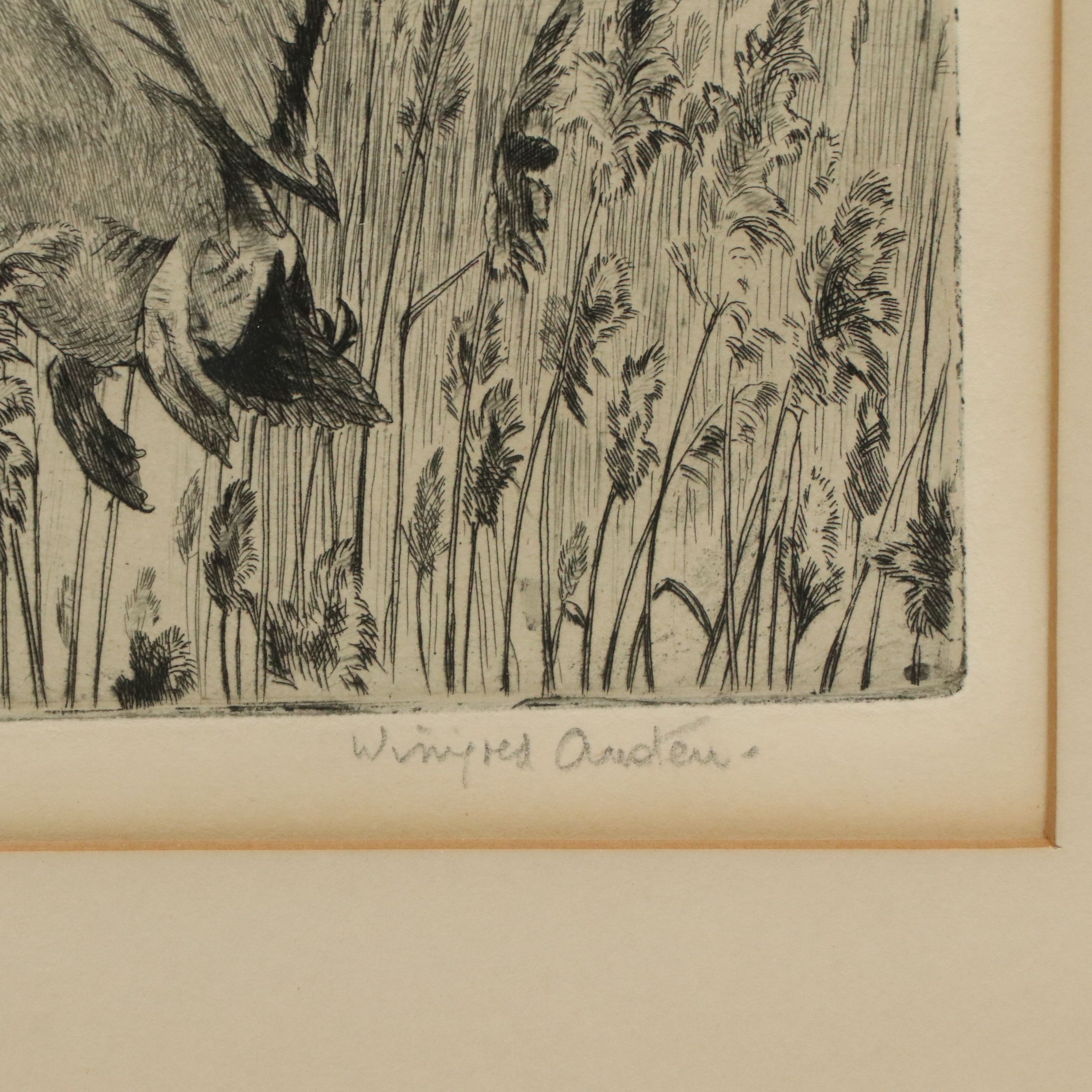 Winifred Austen Etching "Mallard"