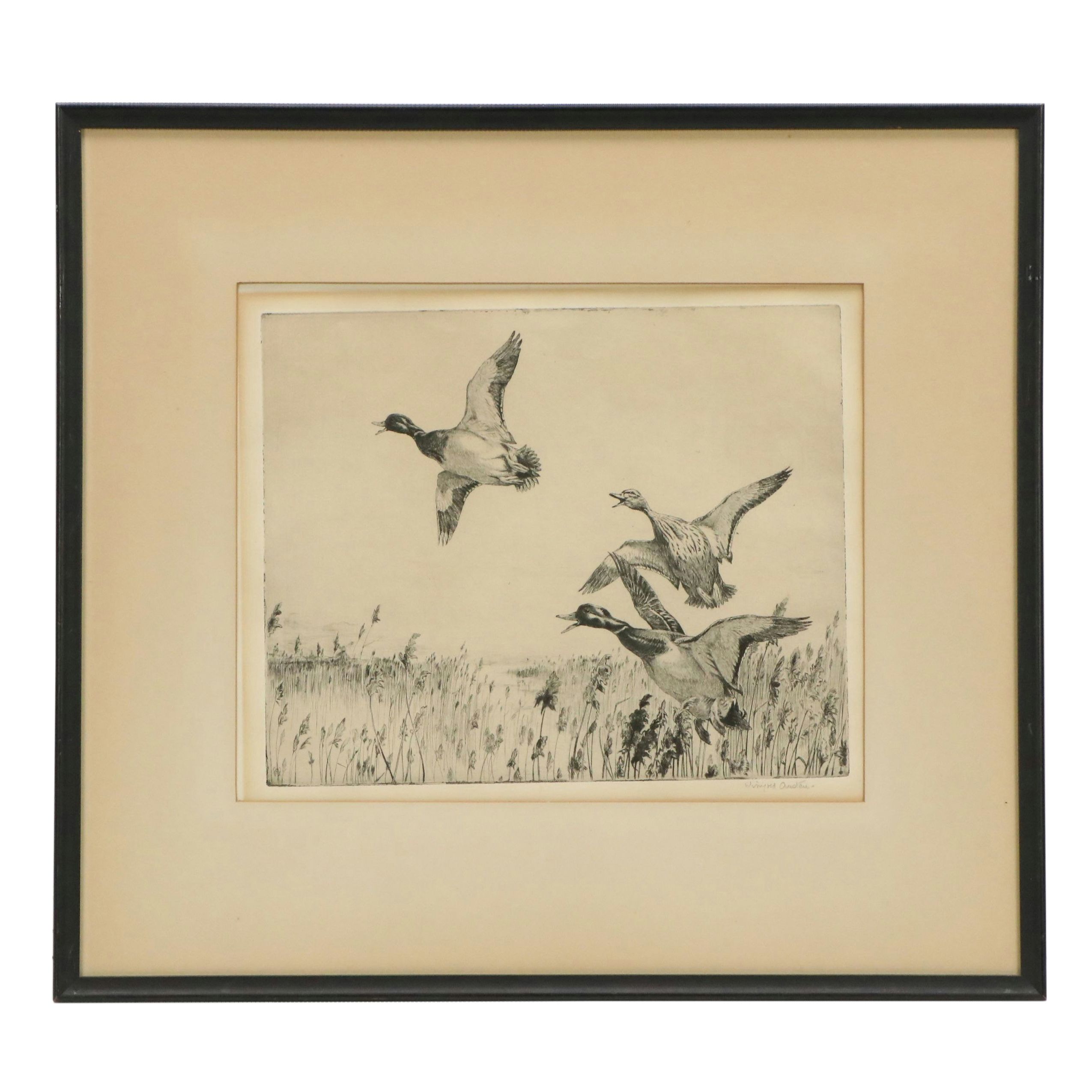 Winifred Austen Etching "Mallard"