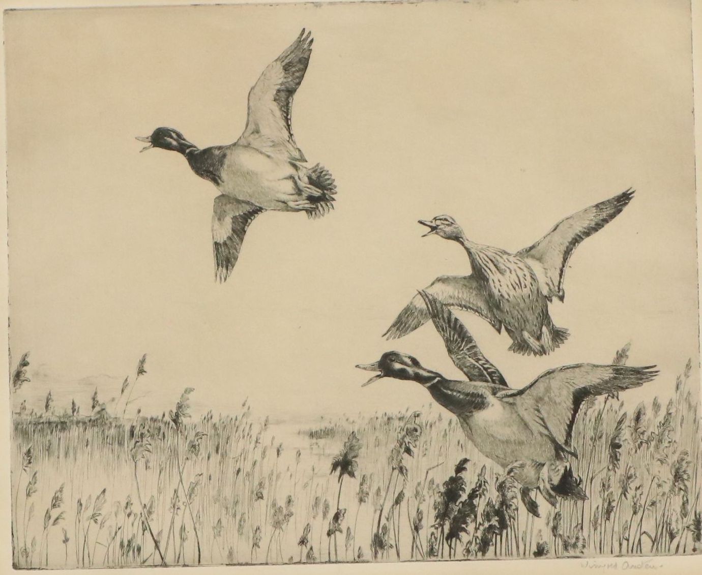 Winifred Austen Etching "Mallard"