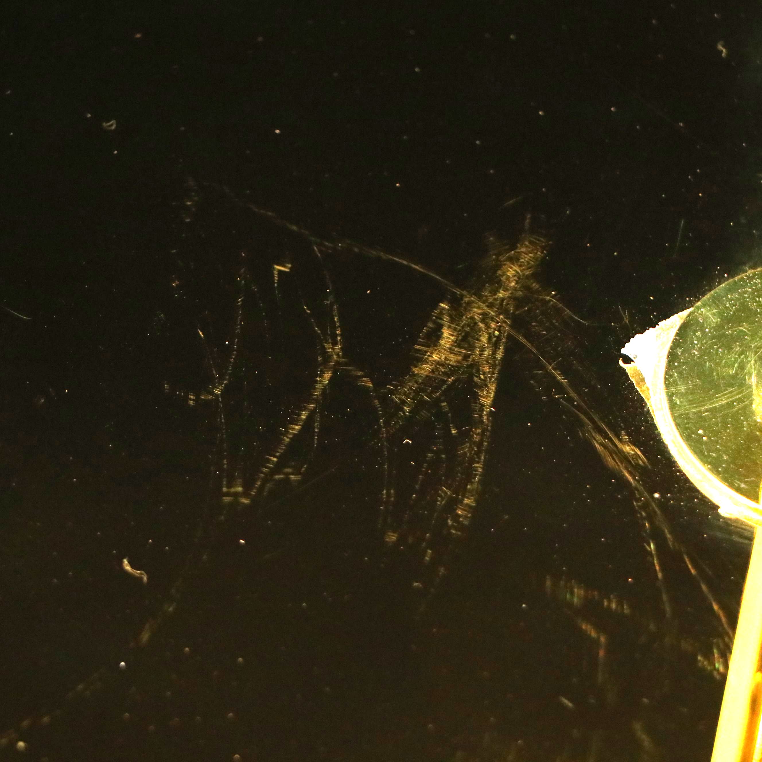 Pablo Designs Brass Bola Disc Pendant Light