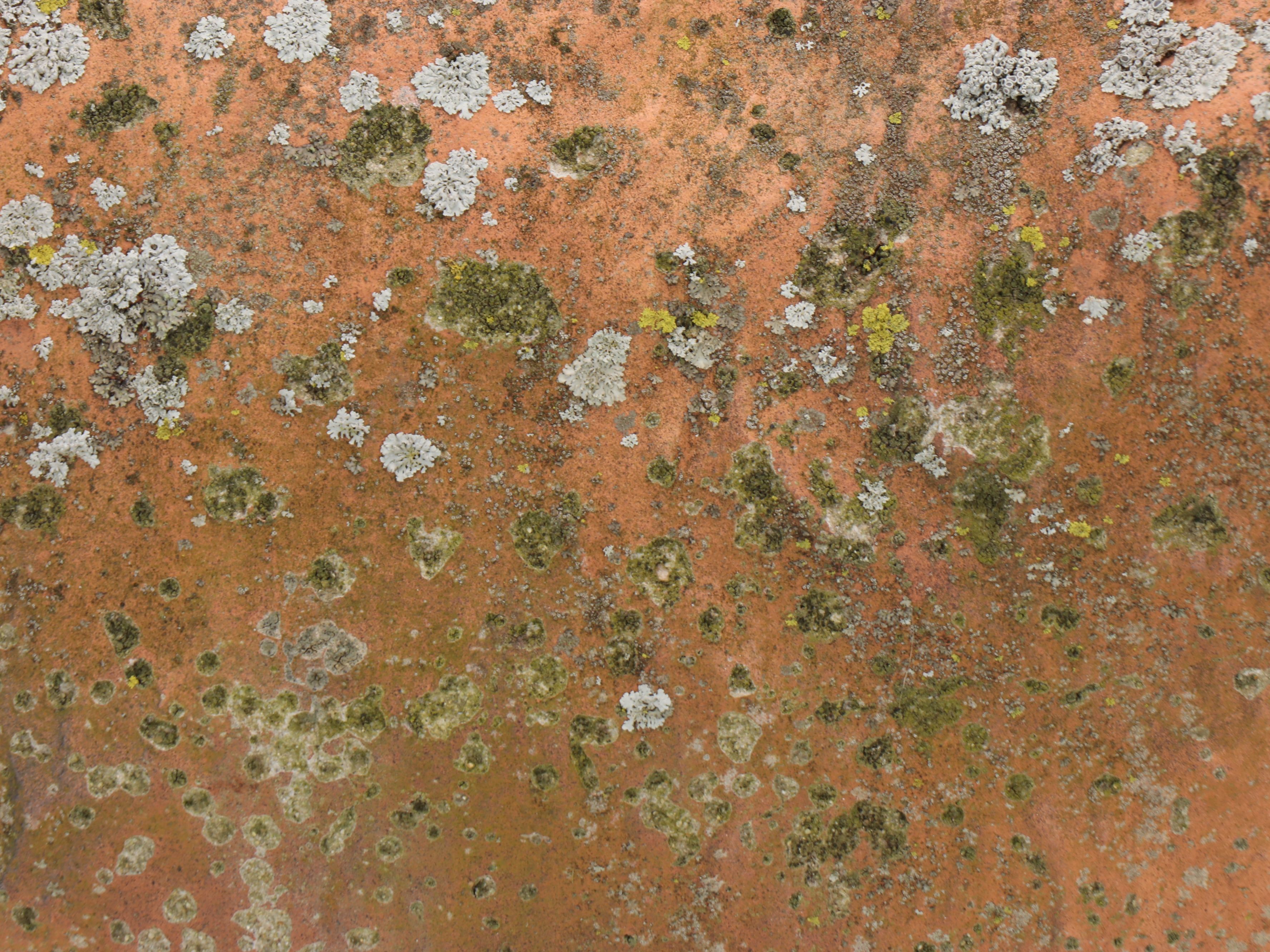 Painted Cast Concrete Deer Garden Statue