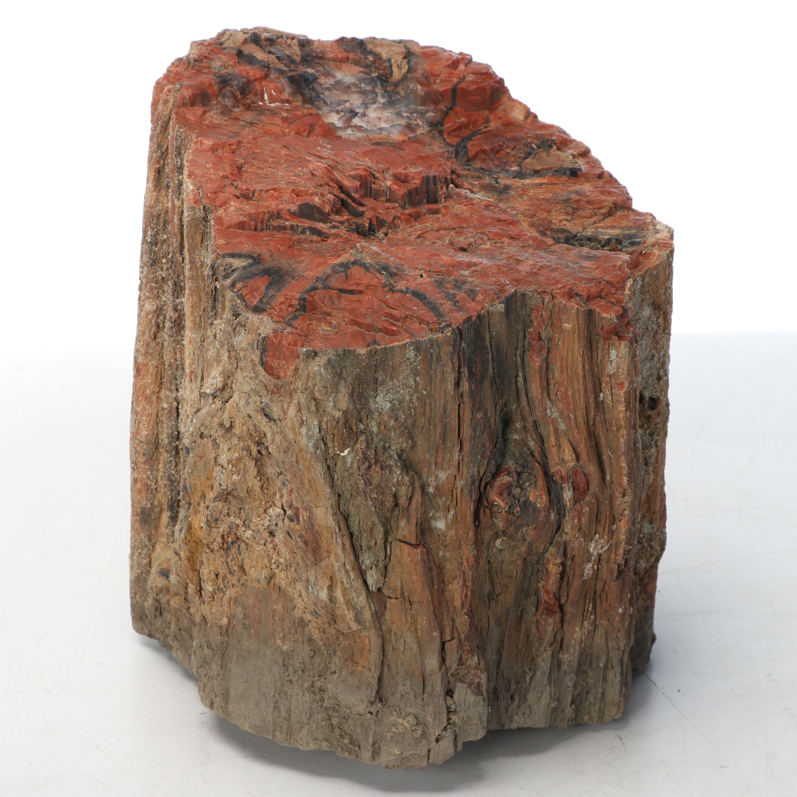 Petrified Wood and Rock Natural Specimens
