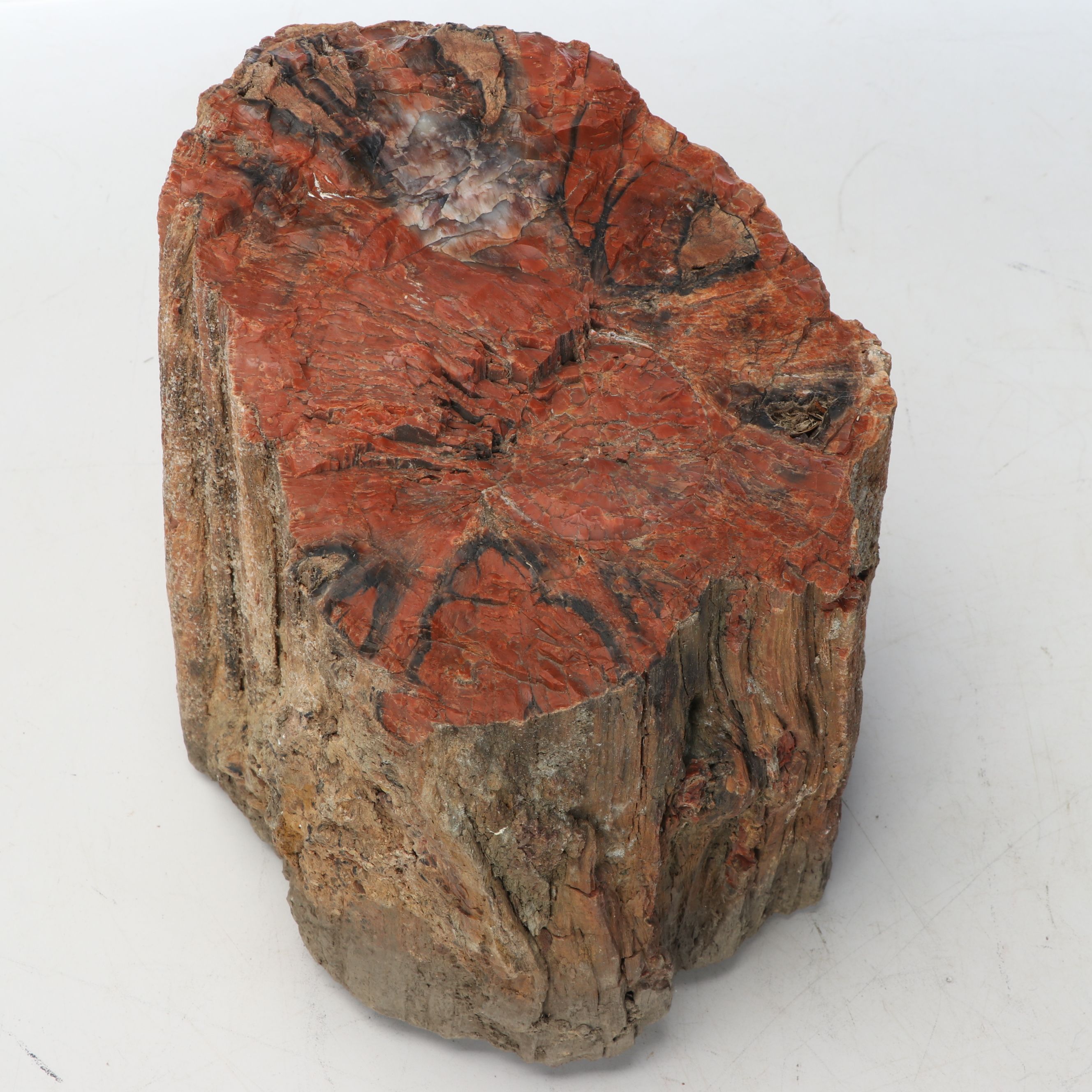 Petrified Wood and Rock Natural Specimens