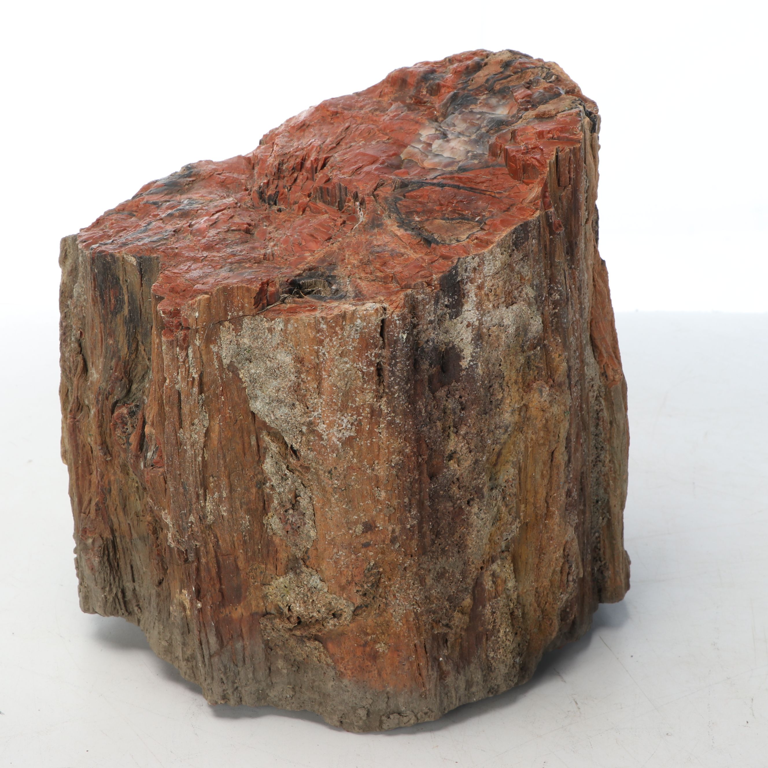 Petrified Wood and Rock Natural Specimens