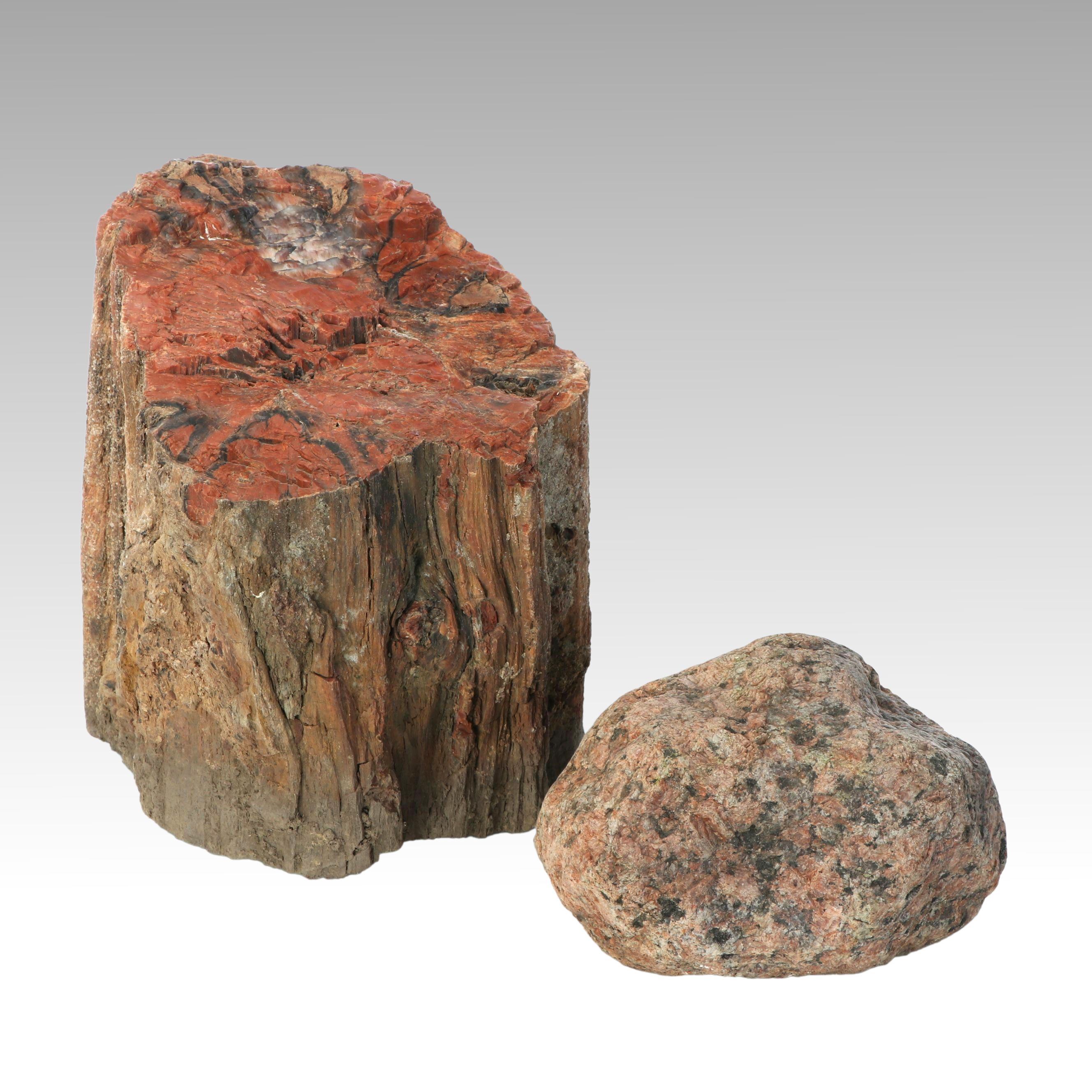 Petrified Wood and Rock Natural Specimens