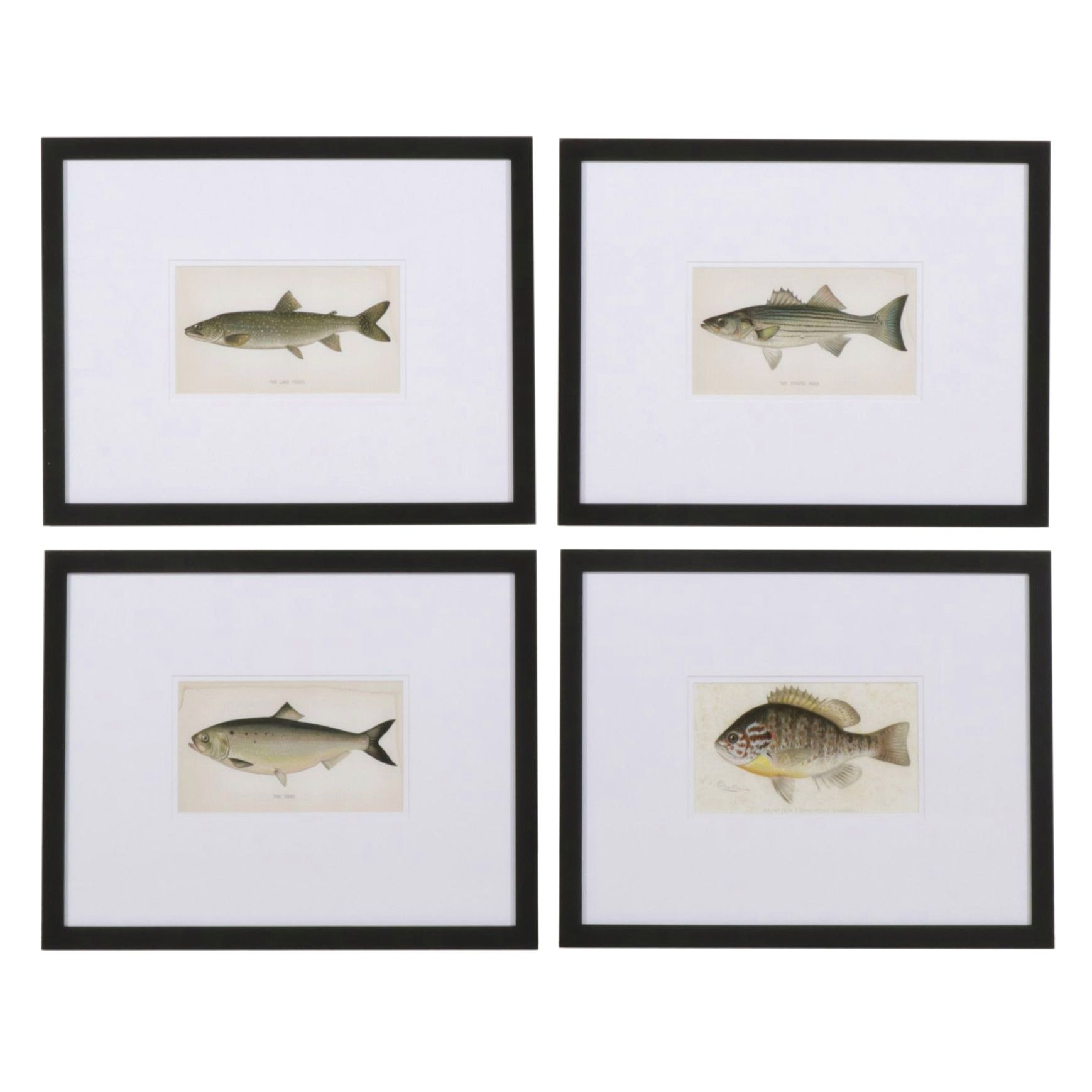 Ichthyological Giclées of Various Fish After Sherman Foote Denton