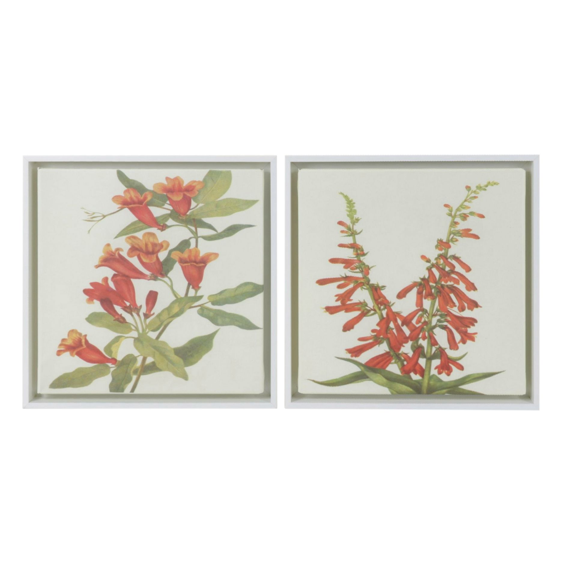 Pair of Botanical Giclées After Mary Vaux Walcott Including "Fire Penstemon"