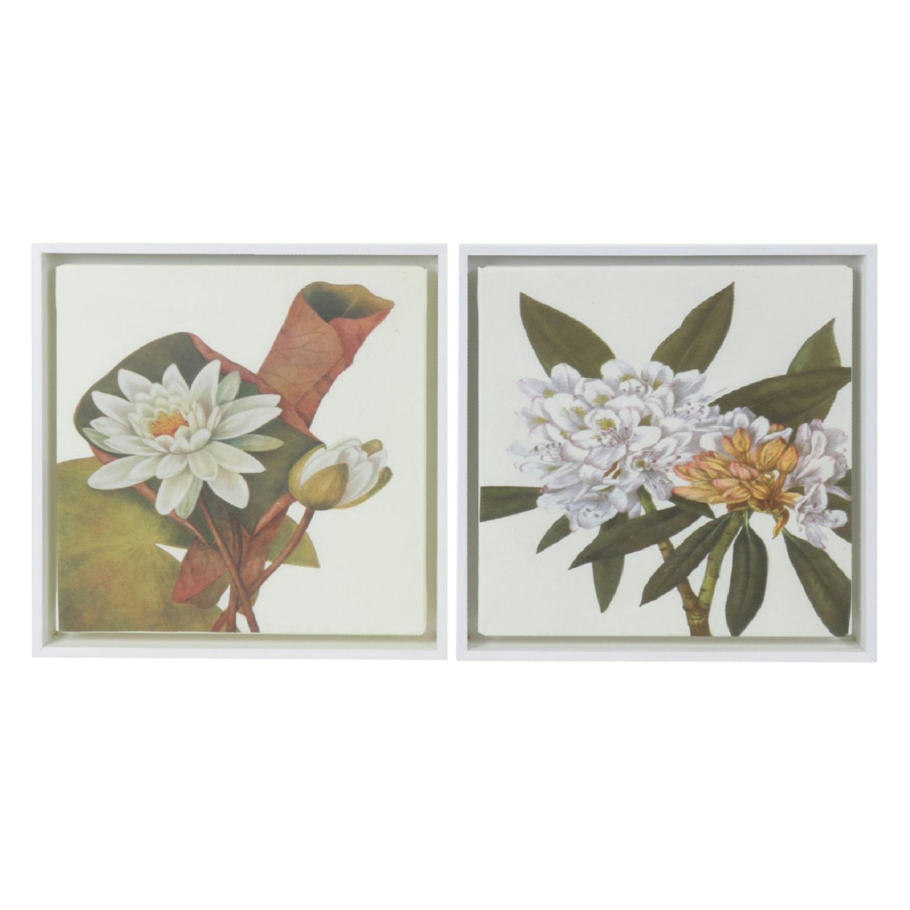 Pair of Botanical Giclées After Mary Vaux Walcott Including "American Waterlily"