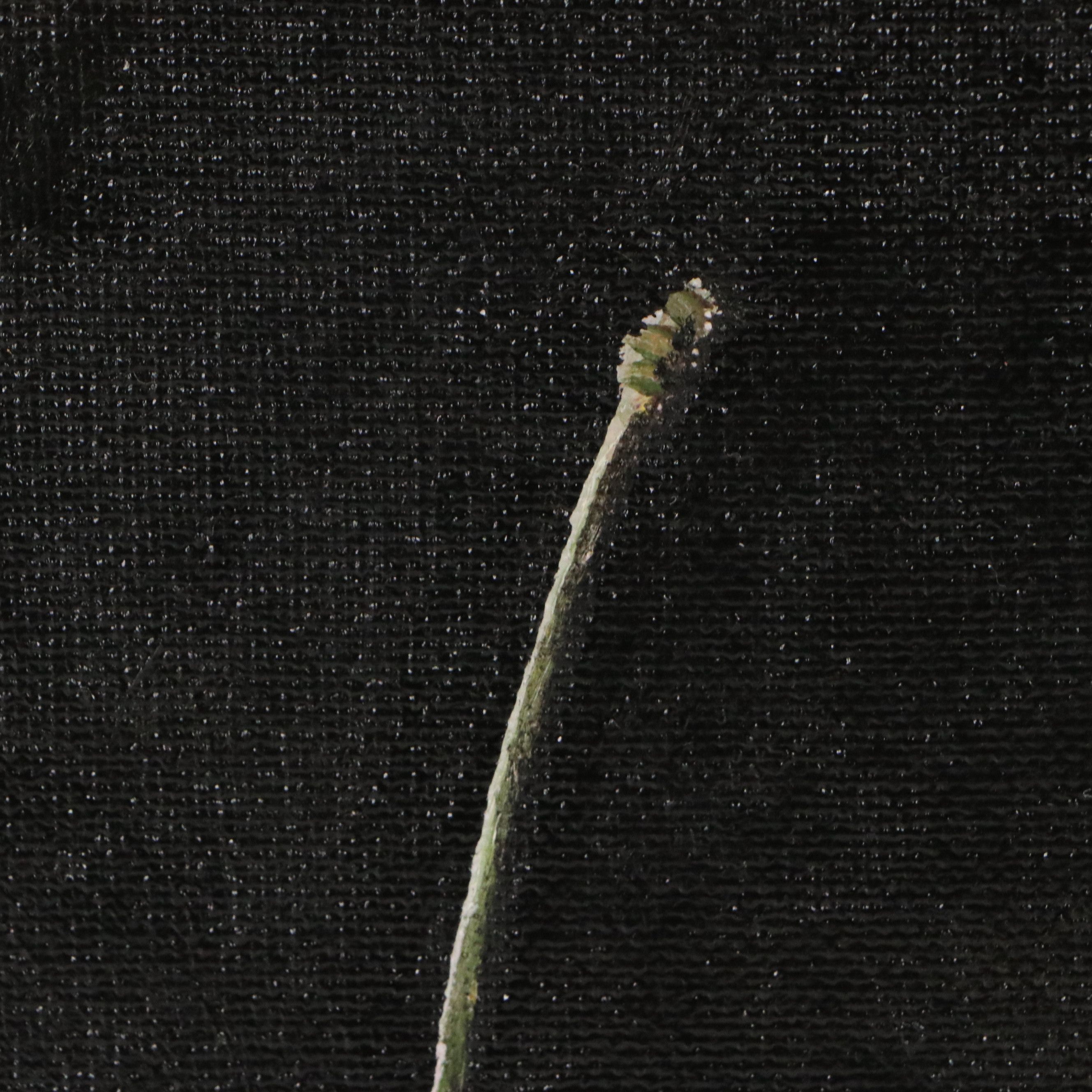 Houra H. Alghizzi Oil Painting "Red Cherry," 2026