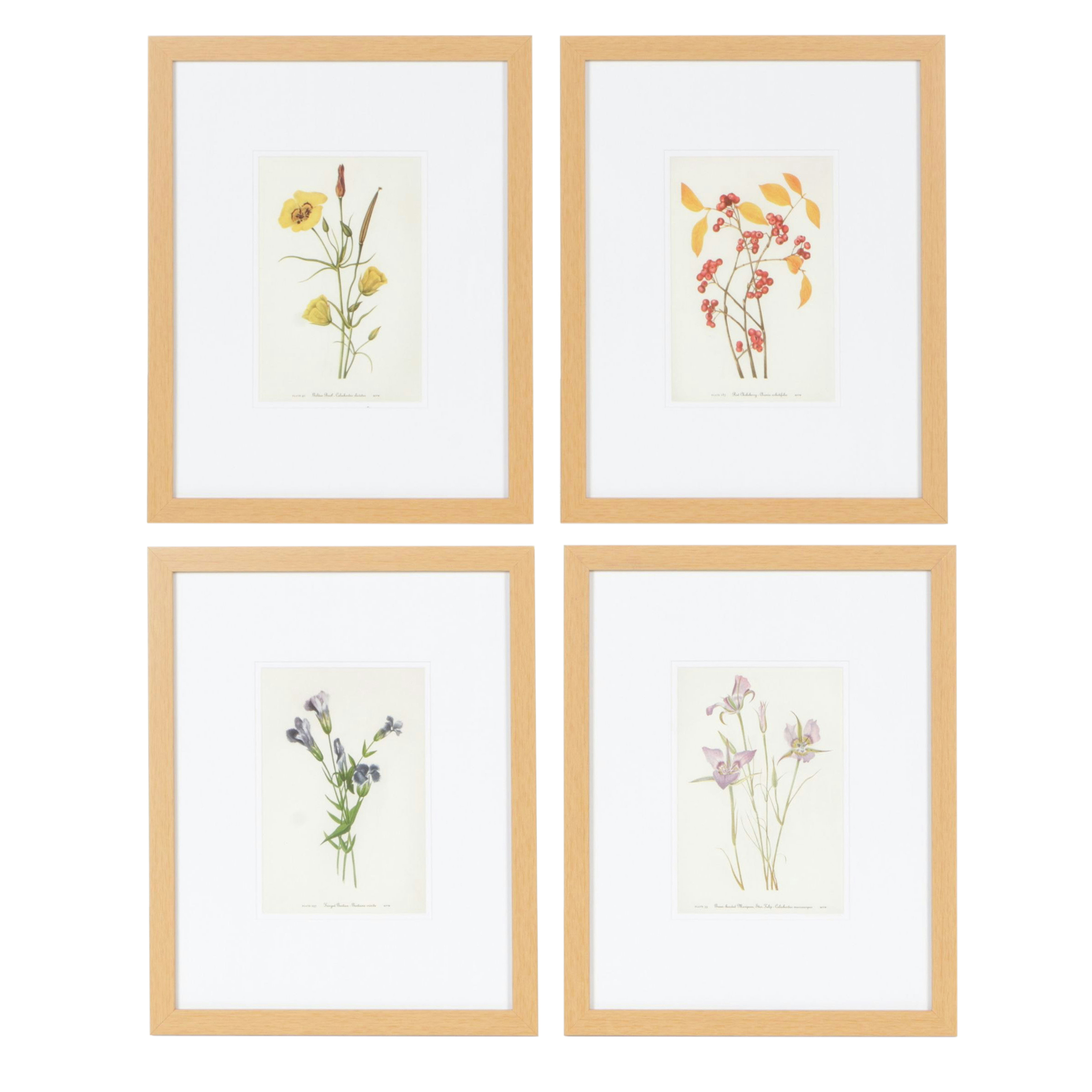 Giclées After Mary V. Walcott Floral Illustrations Including "Red Chokeberry"