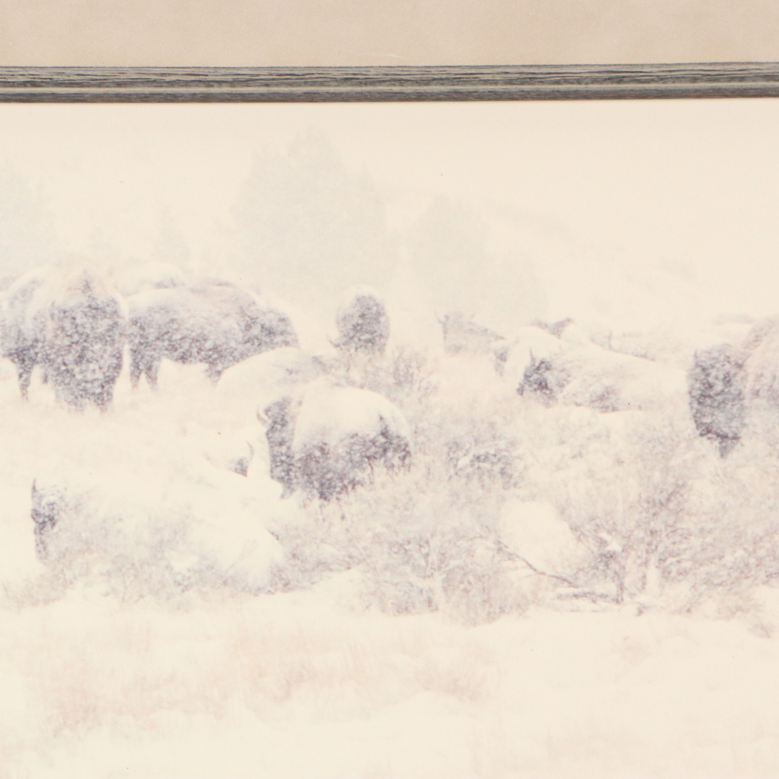 Pat Gerlach Chromogenic Photograph of Bison in Snowstorm, Late 20th Century