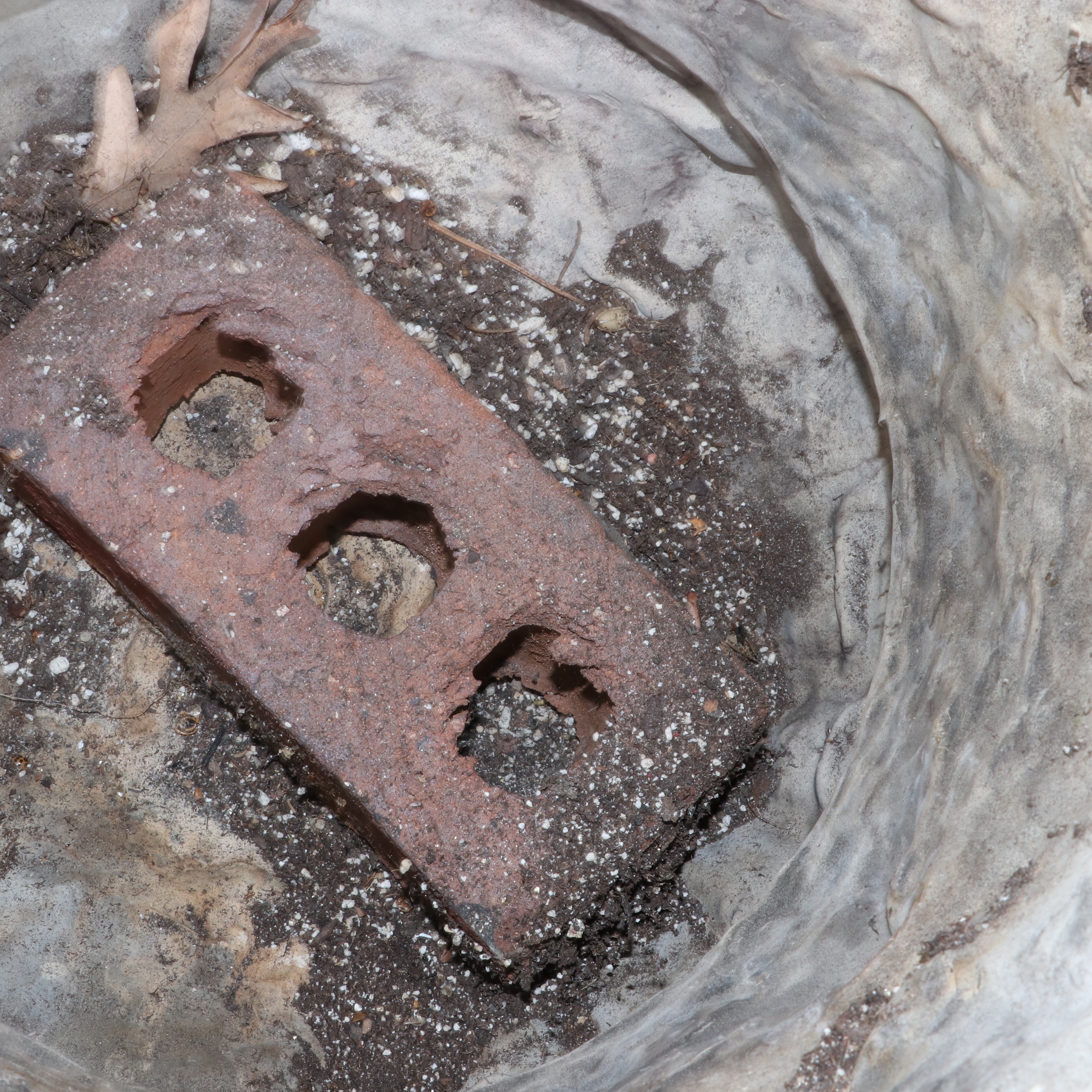 Neoclassical Ram's Head and Grapevine Urn Garden Planters