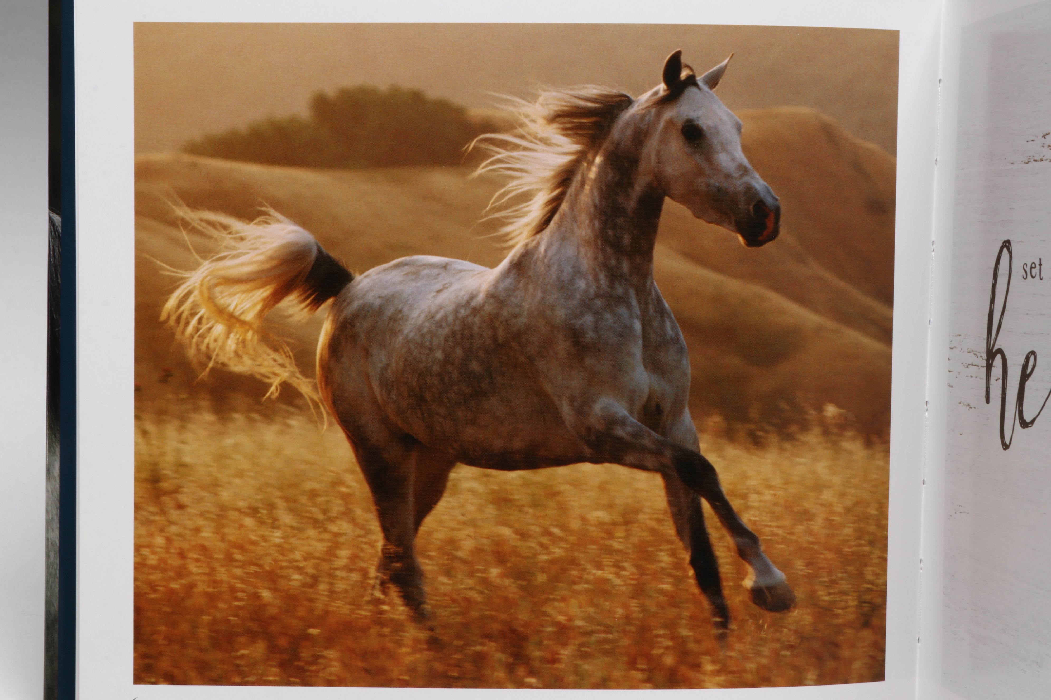 First Printing "Horse: Magnificent, Playful, Loyal" and More Horse Books