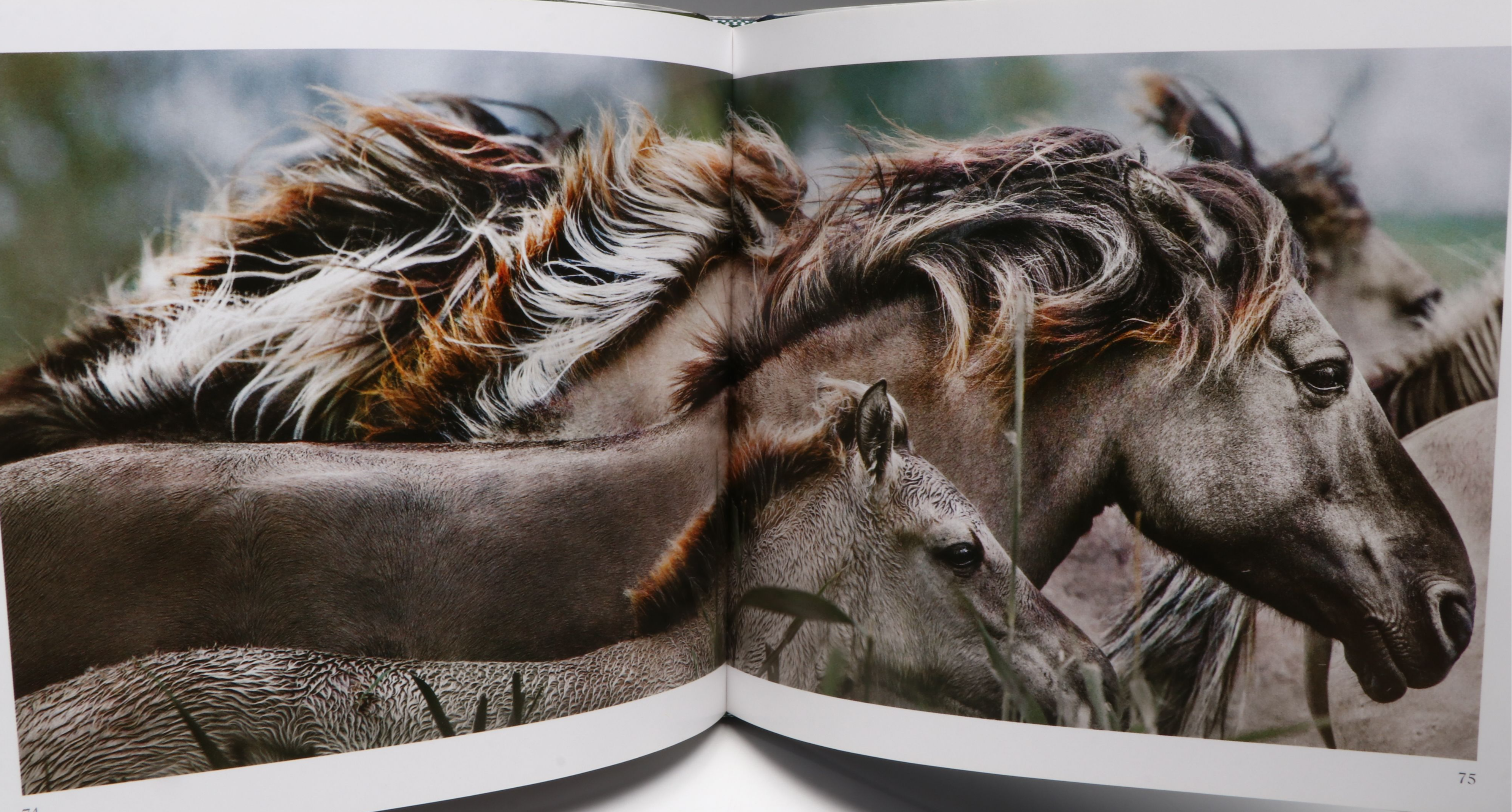 First Printing "Horse: Magnificent, Playful, Loyal" and More Horse Books