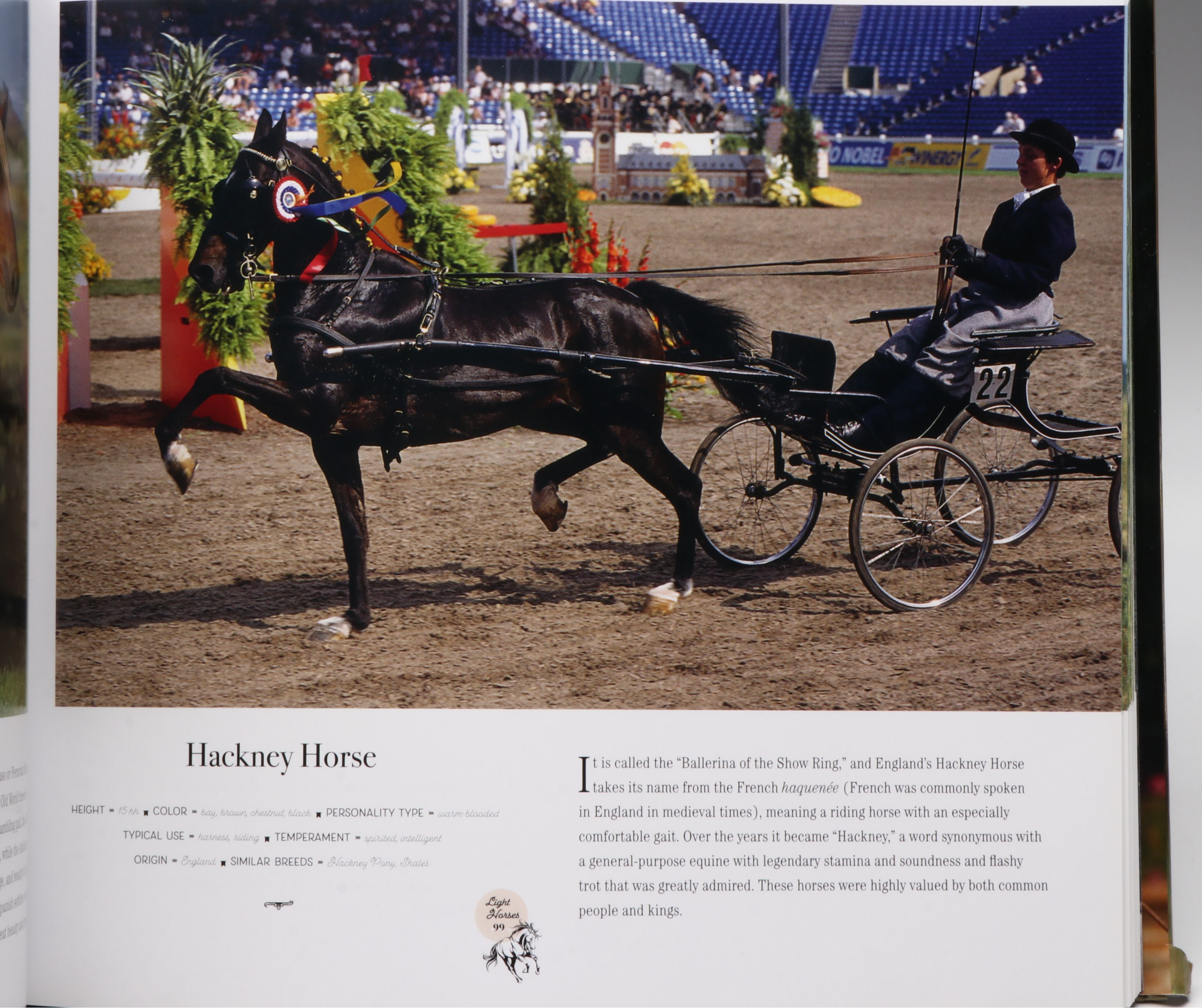 First Printing "Horse: Magnificent, Playful, Loyal" and More Horse Books