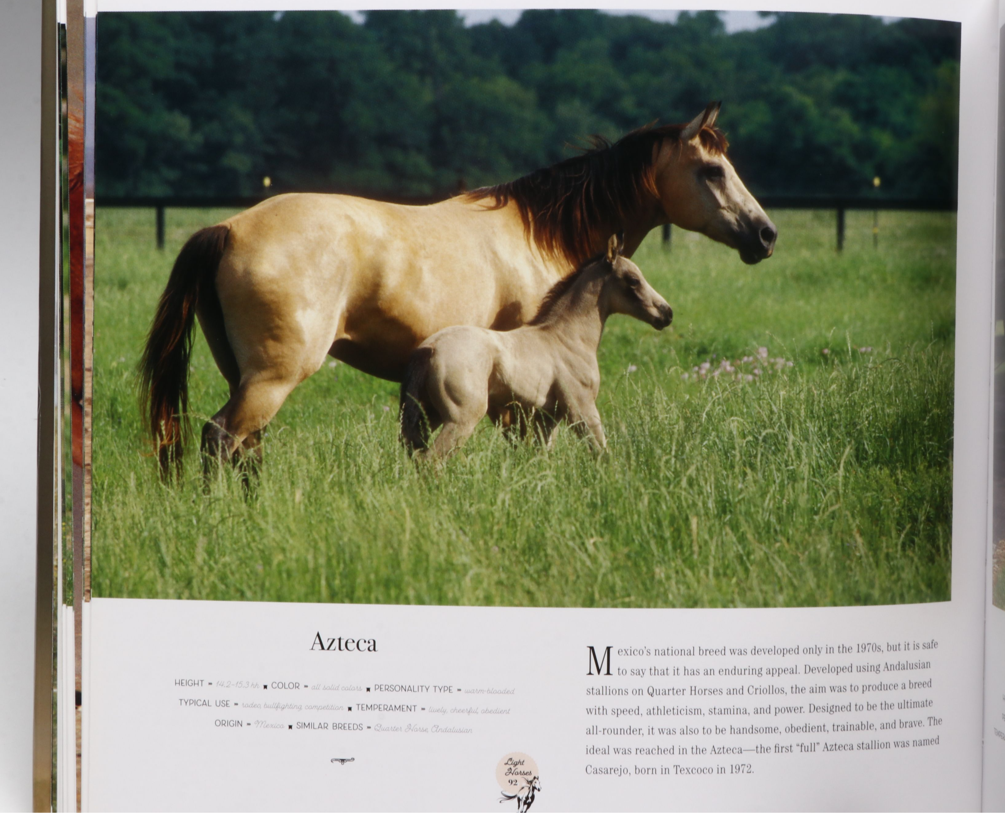 First Printing "Horse: Magnificent, Playful, Loyal" and More Horse Books