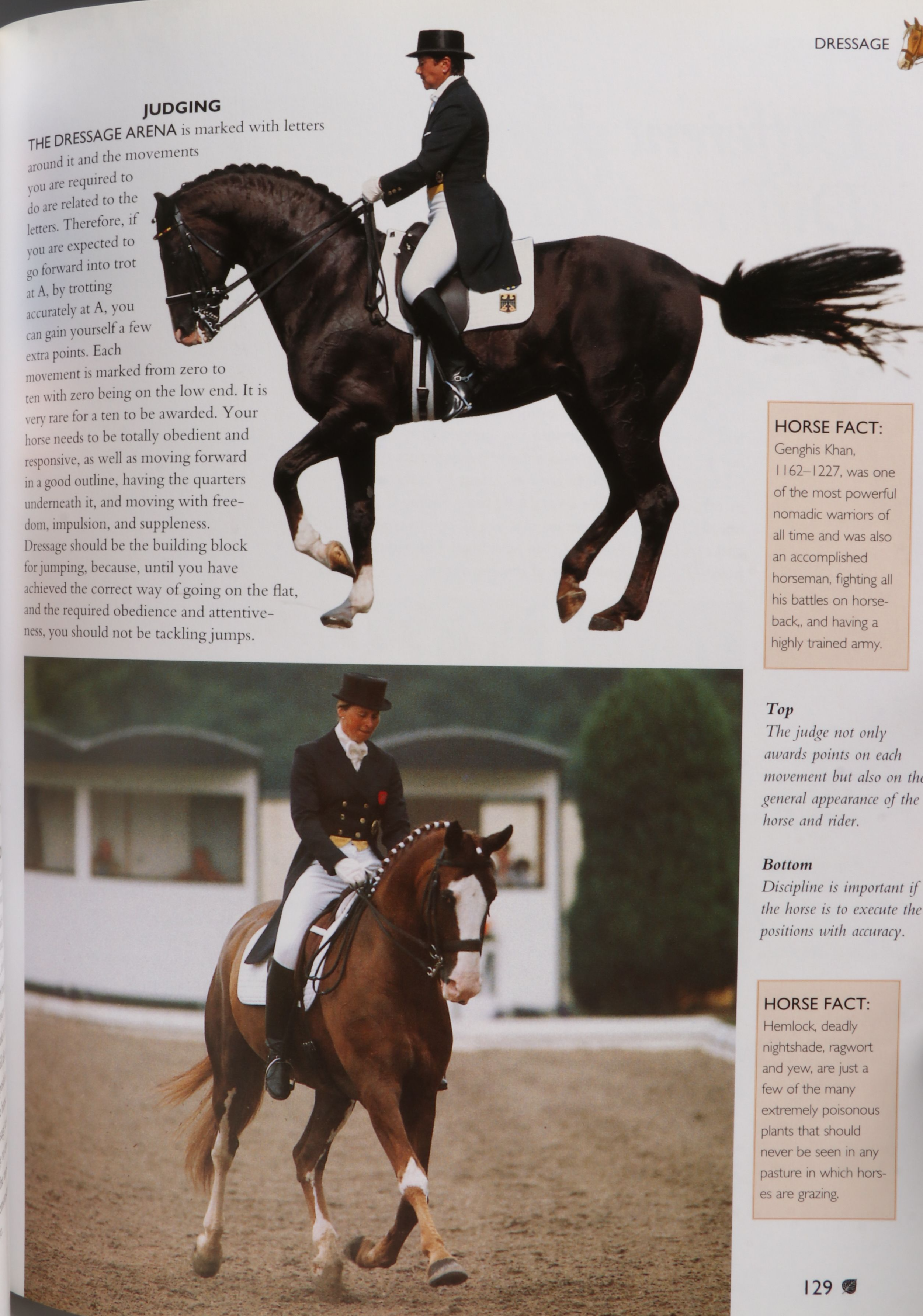 First Printing "Horse: Magnificent, Playful, Loyal" and More Horse Books