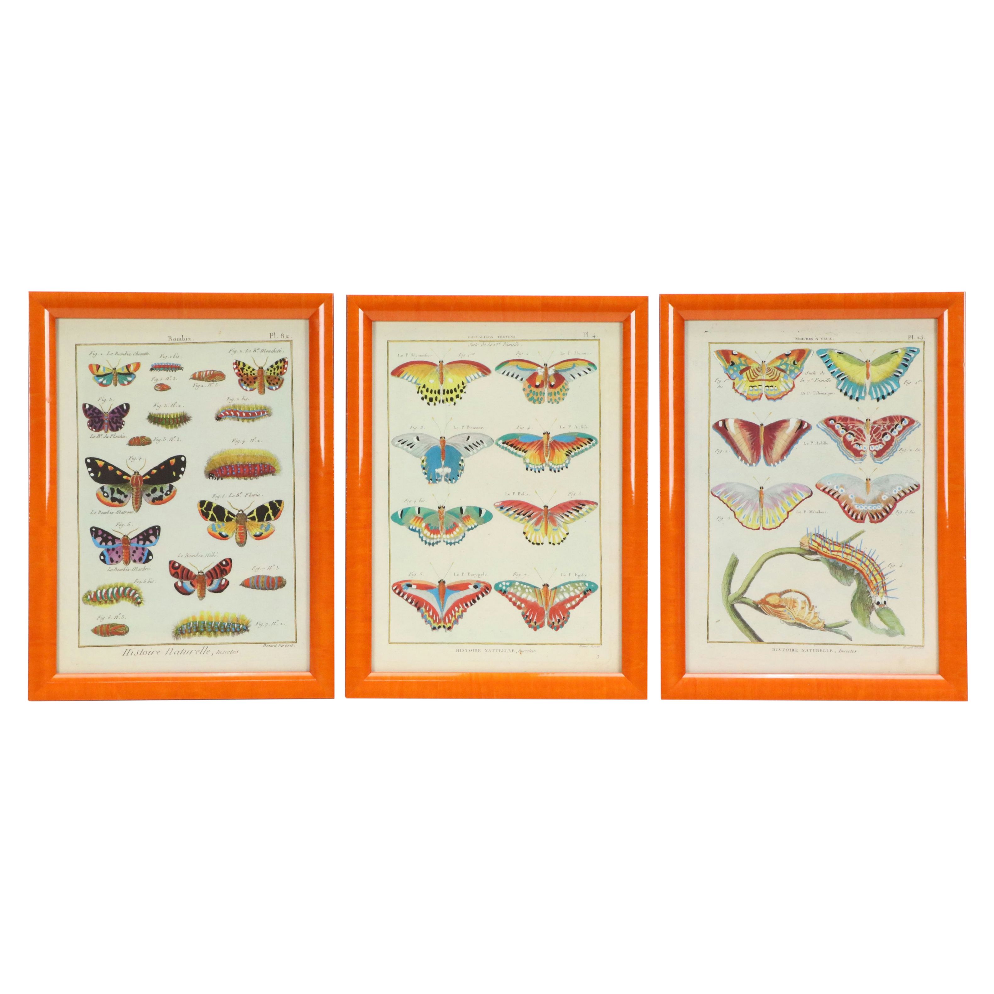 Hand-Colored Giclees of Butterflies from "Histoire Naturelle, Insectes"
