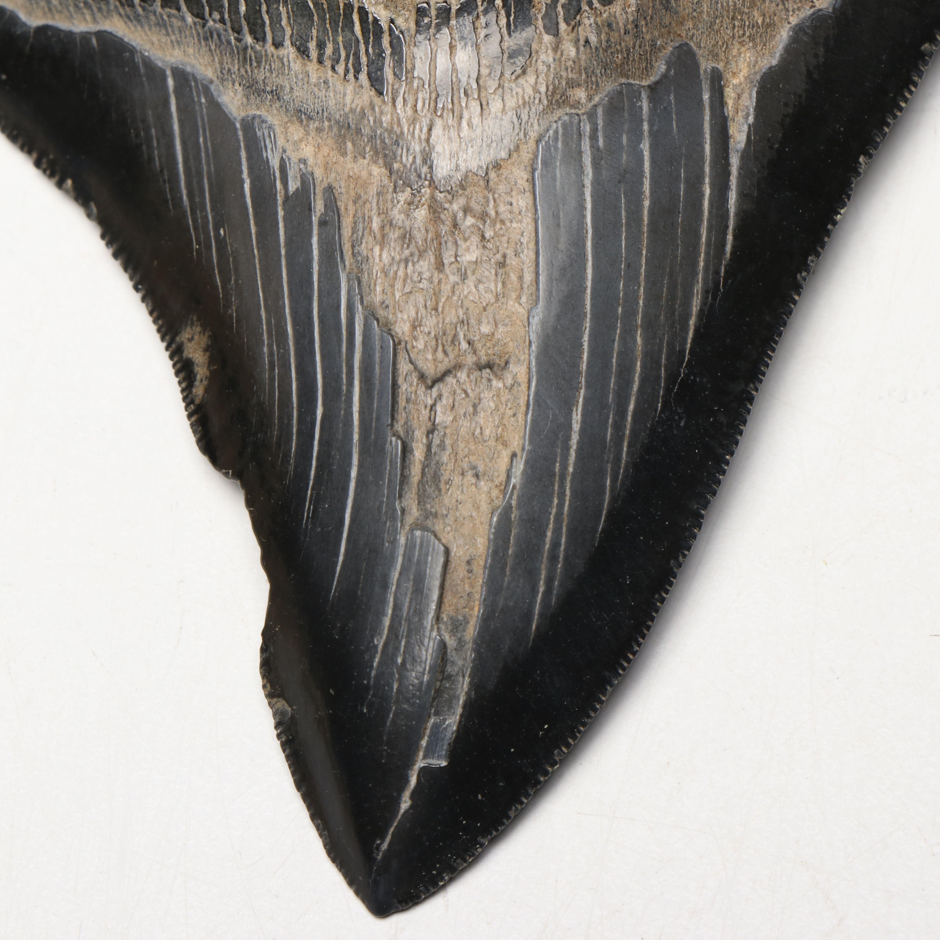 Megalodon Fossil Tooth