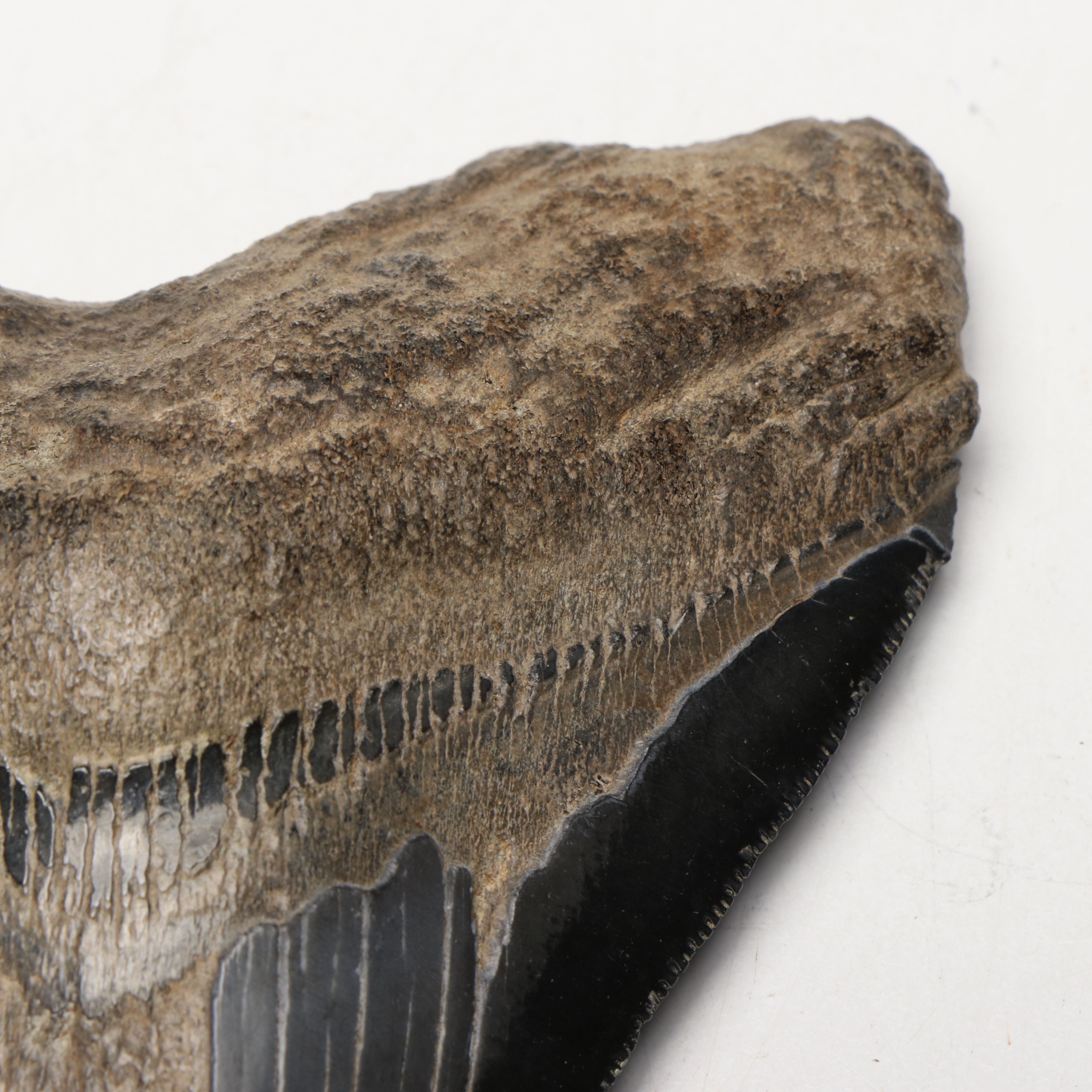 Megalodon Fossil Tooth