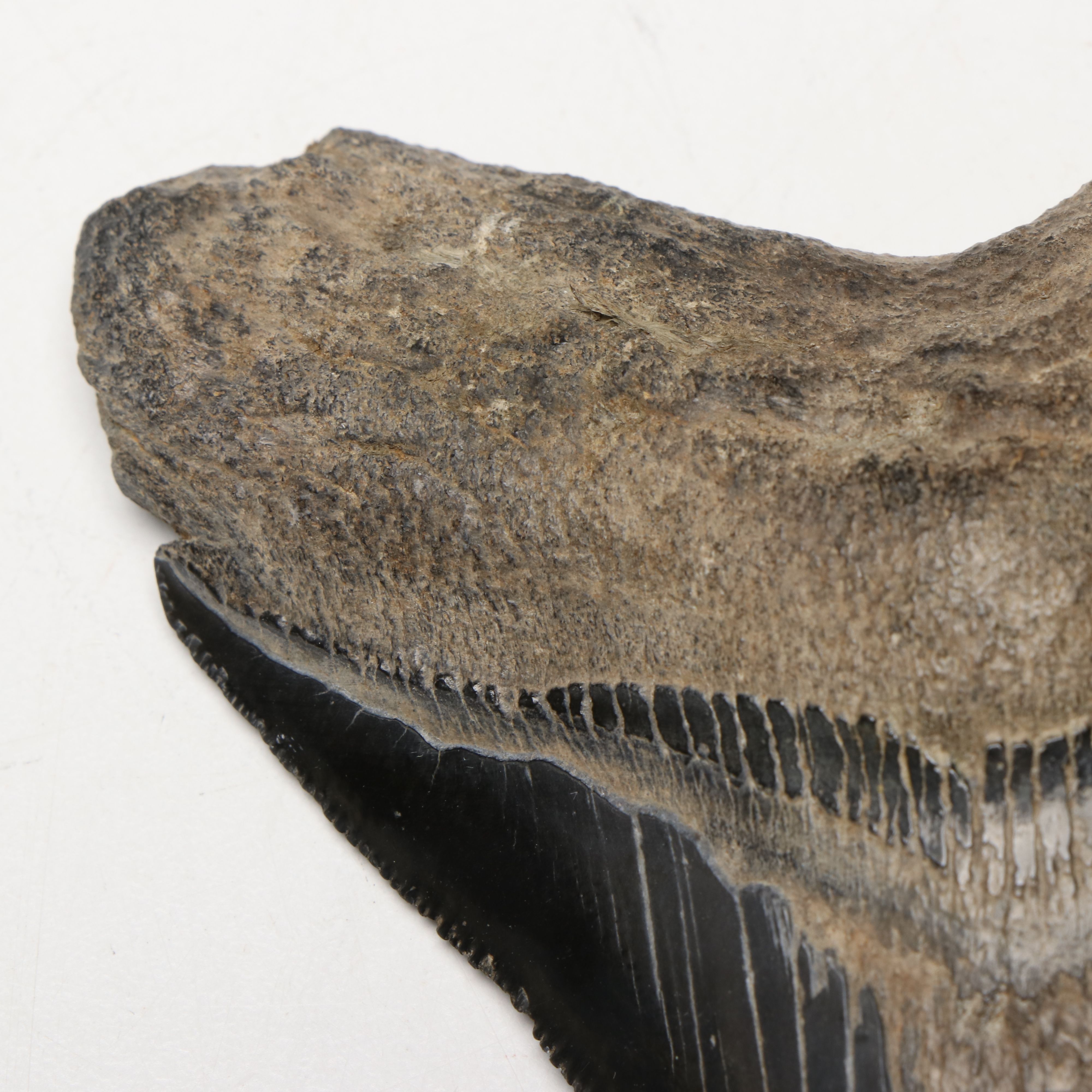 Megalodon Fossil Tooth