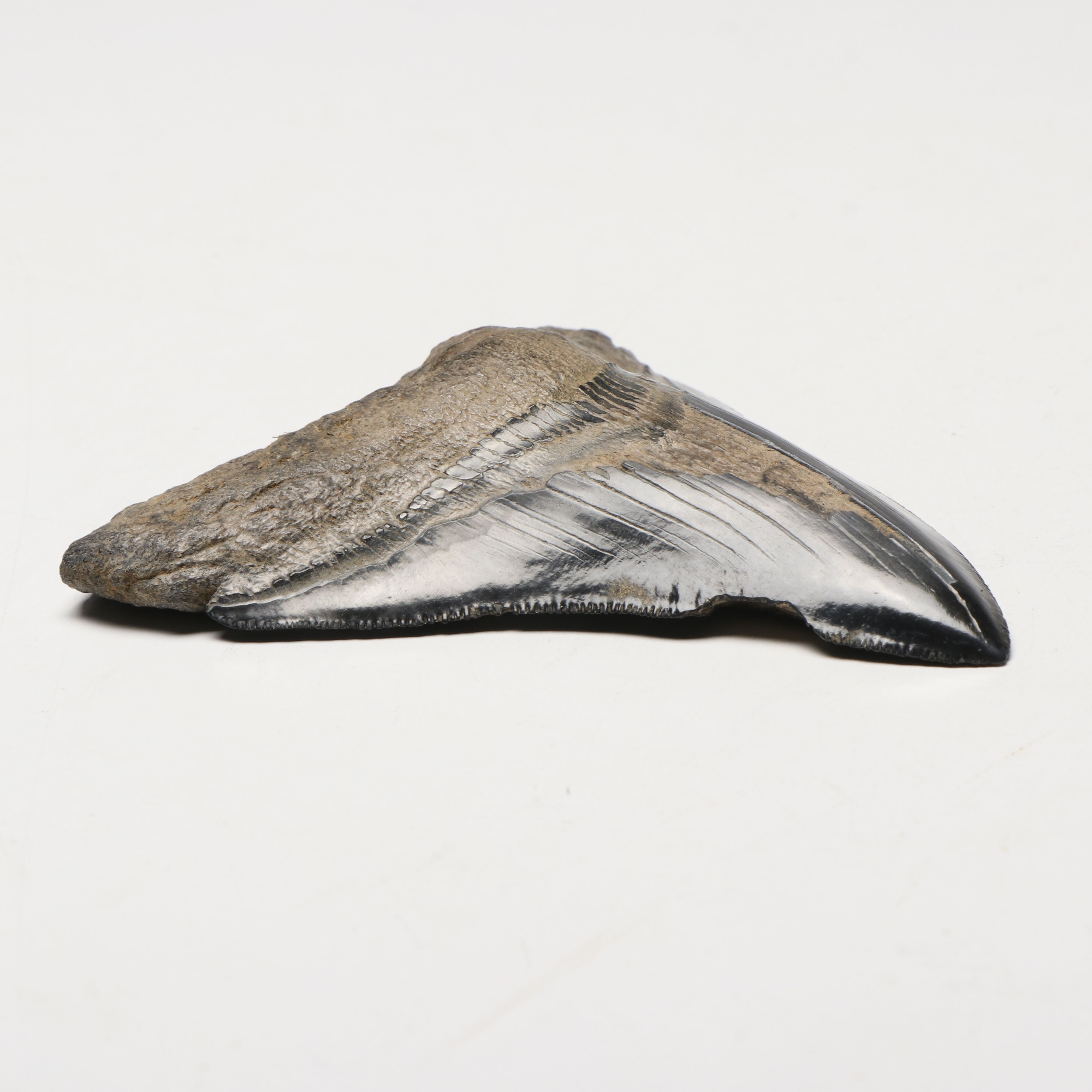 Megalodon Fossil Tooth