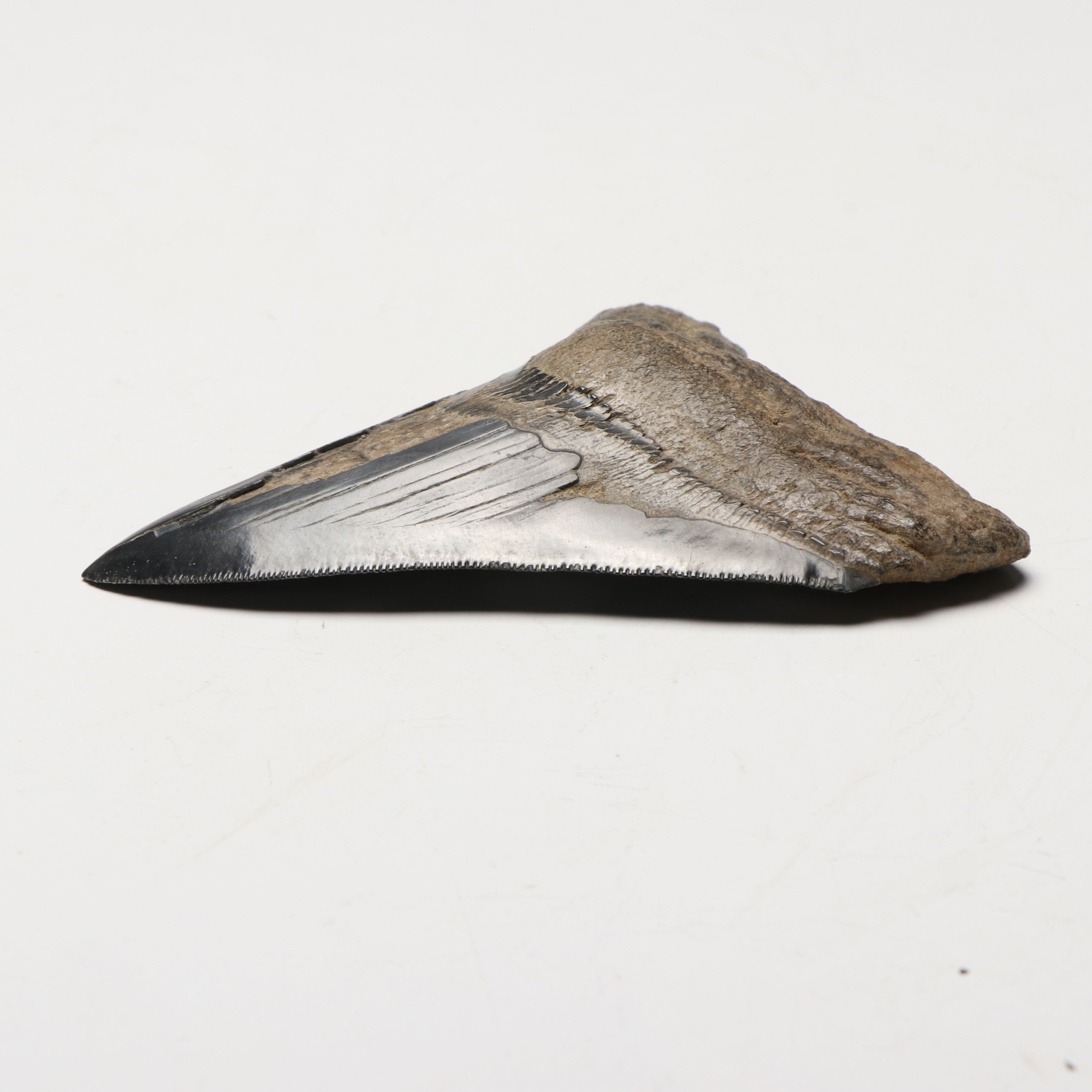 Megalodon Fossil Tooth