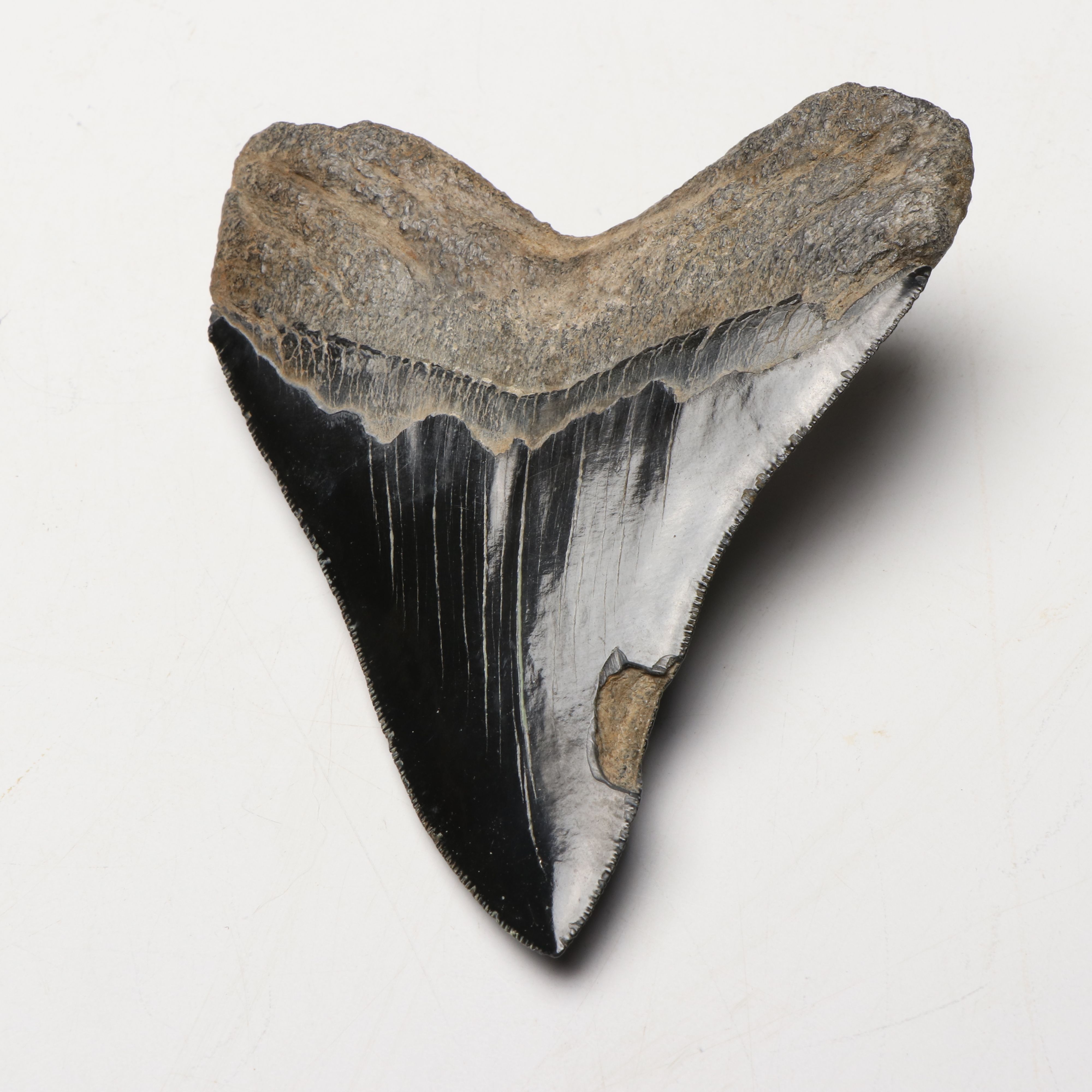Megalodon Fossil Tooth