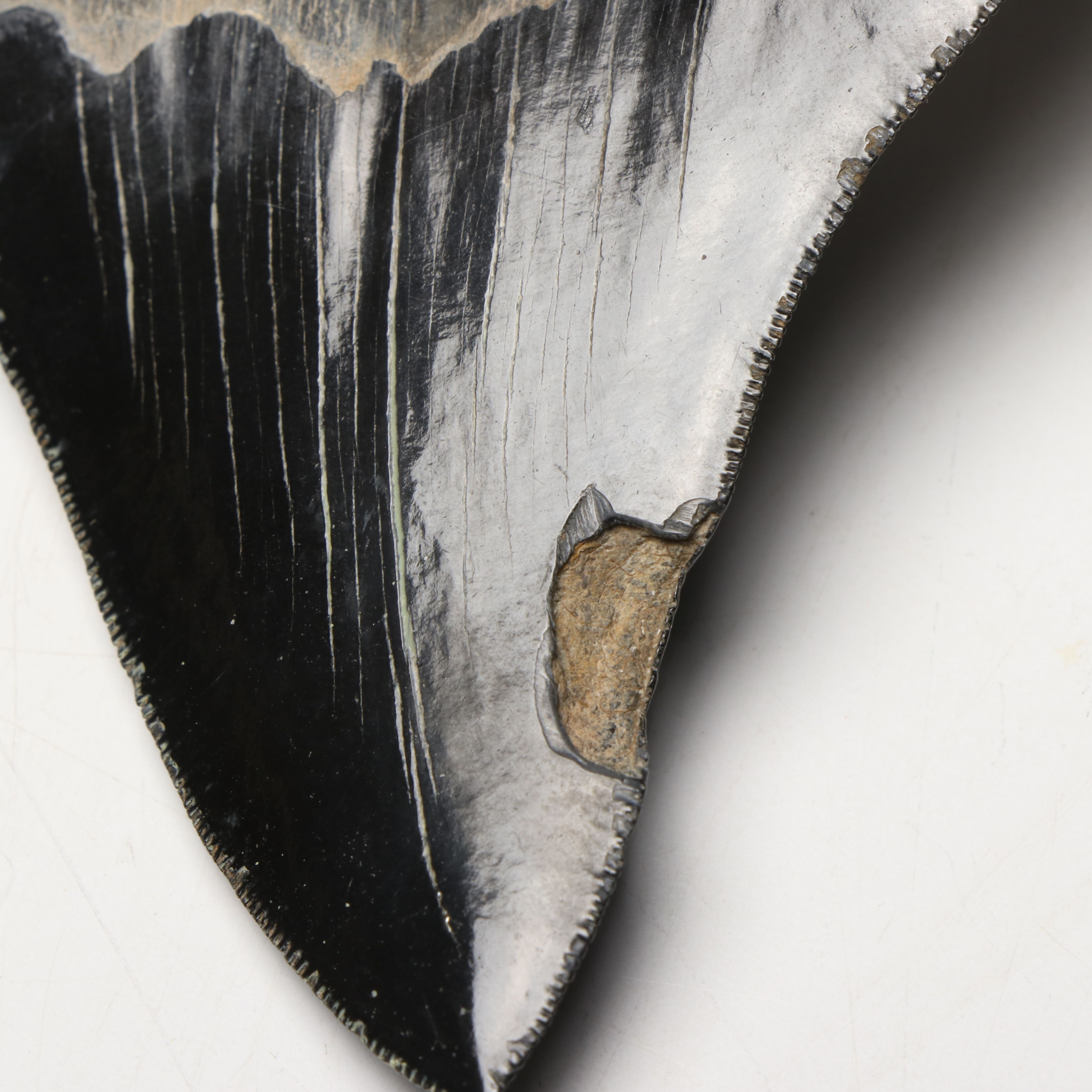 Megalodon Fossil Tooth