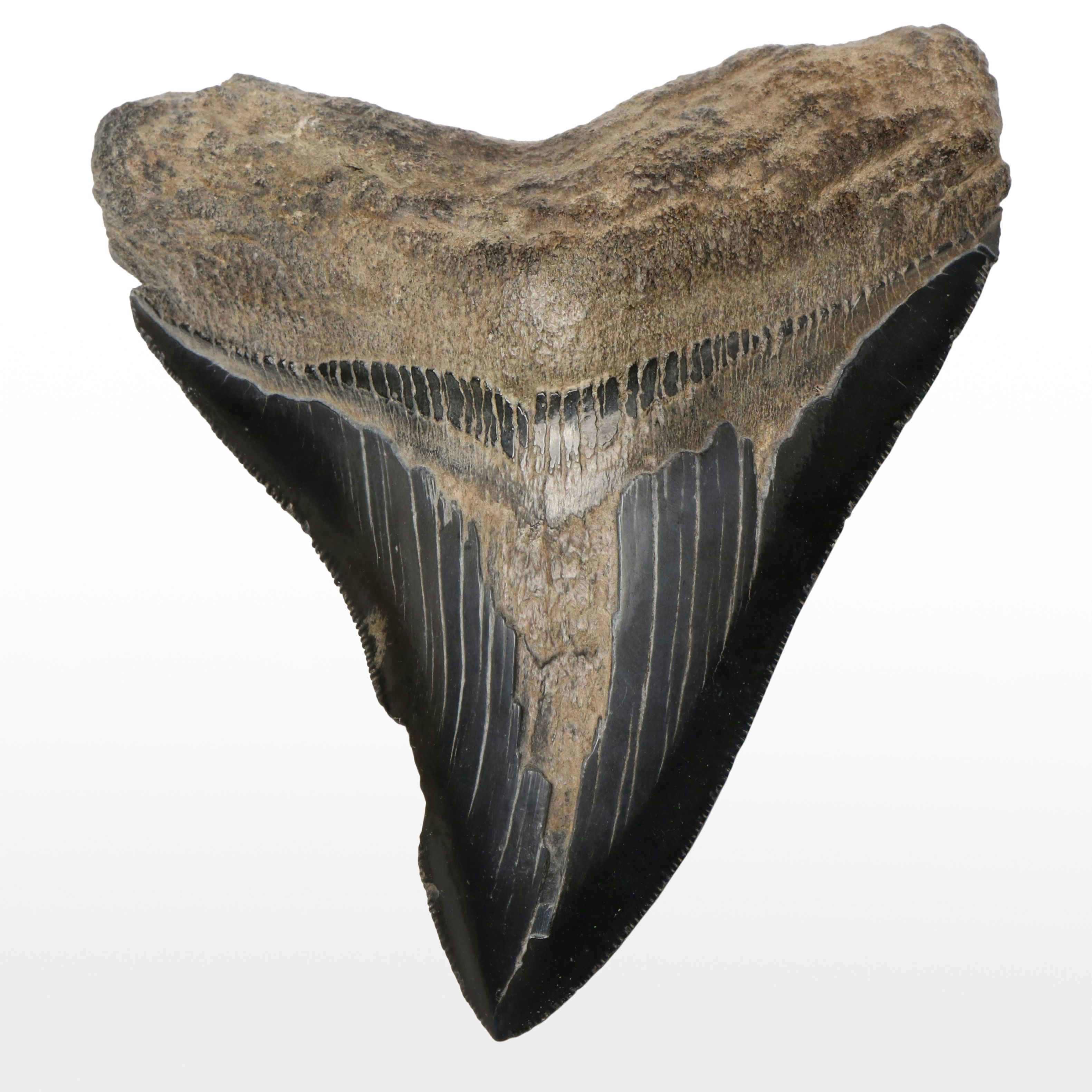 Megalodon Fossil Tooth