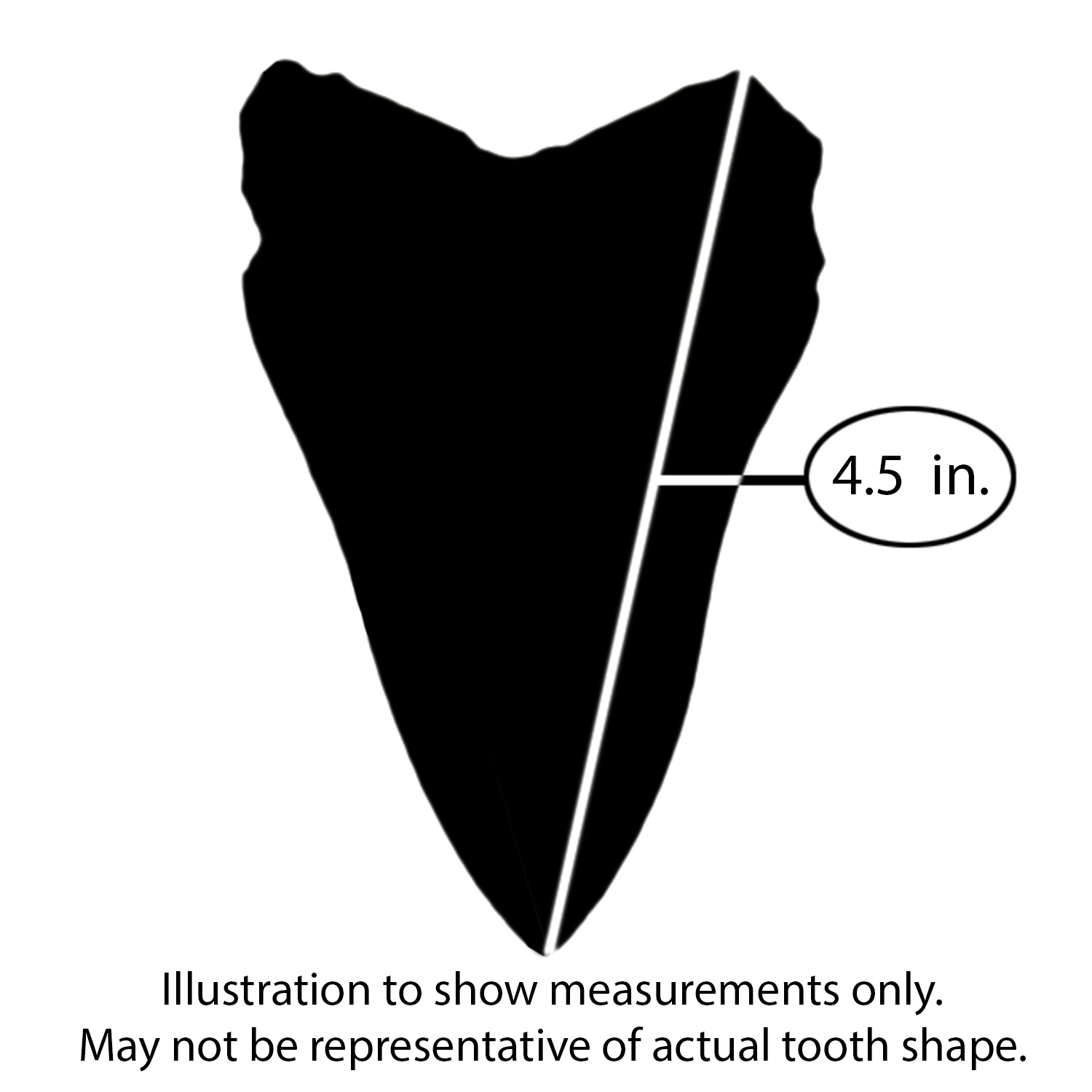 Megalodon Fossil Tooth