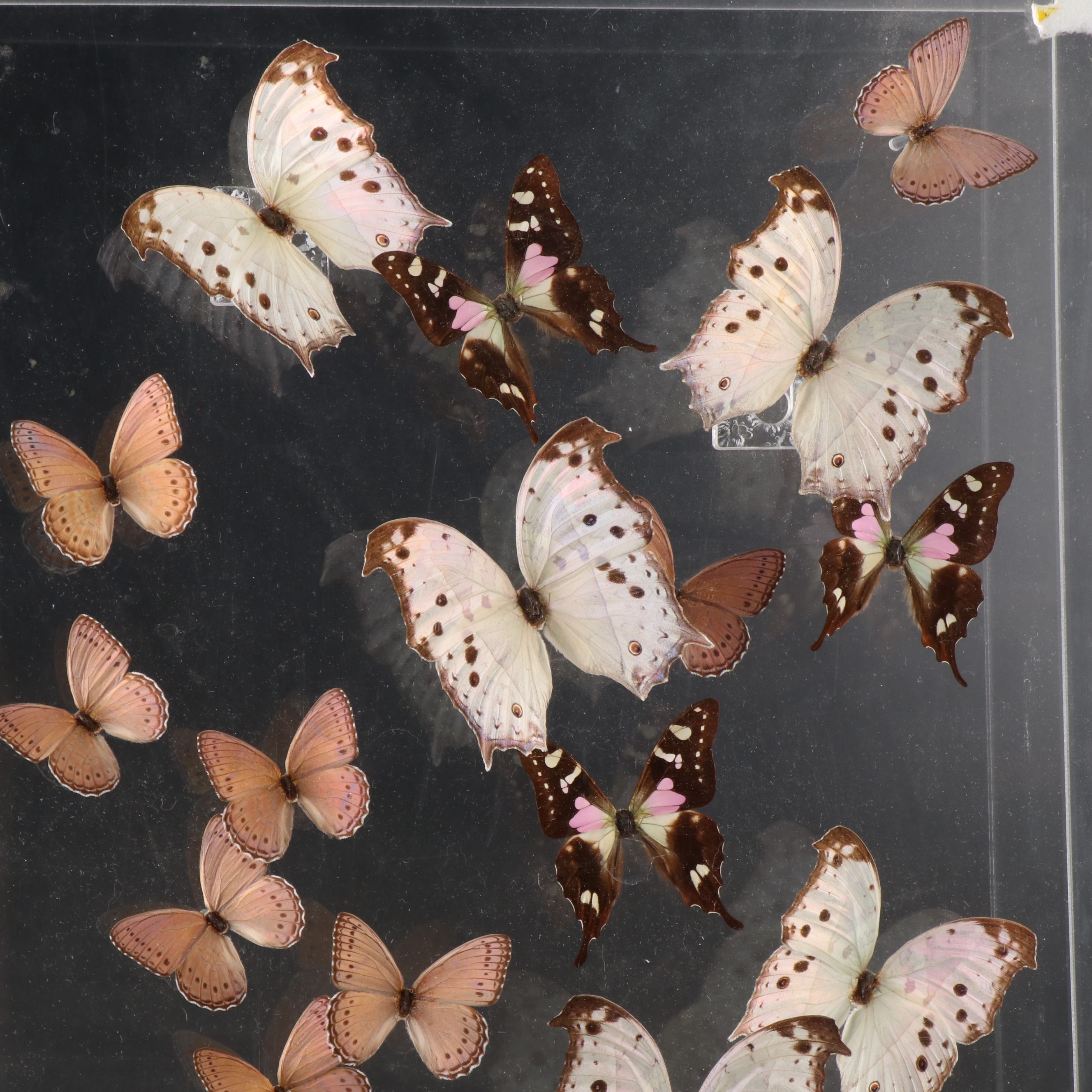 Butterfly Display with Forest Mother-of-Pearl and Others, 1998
