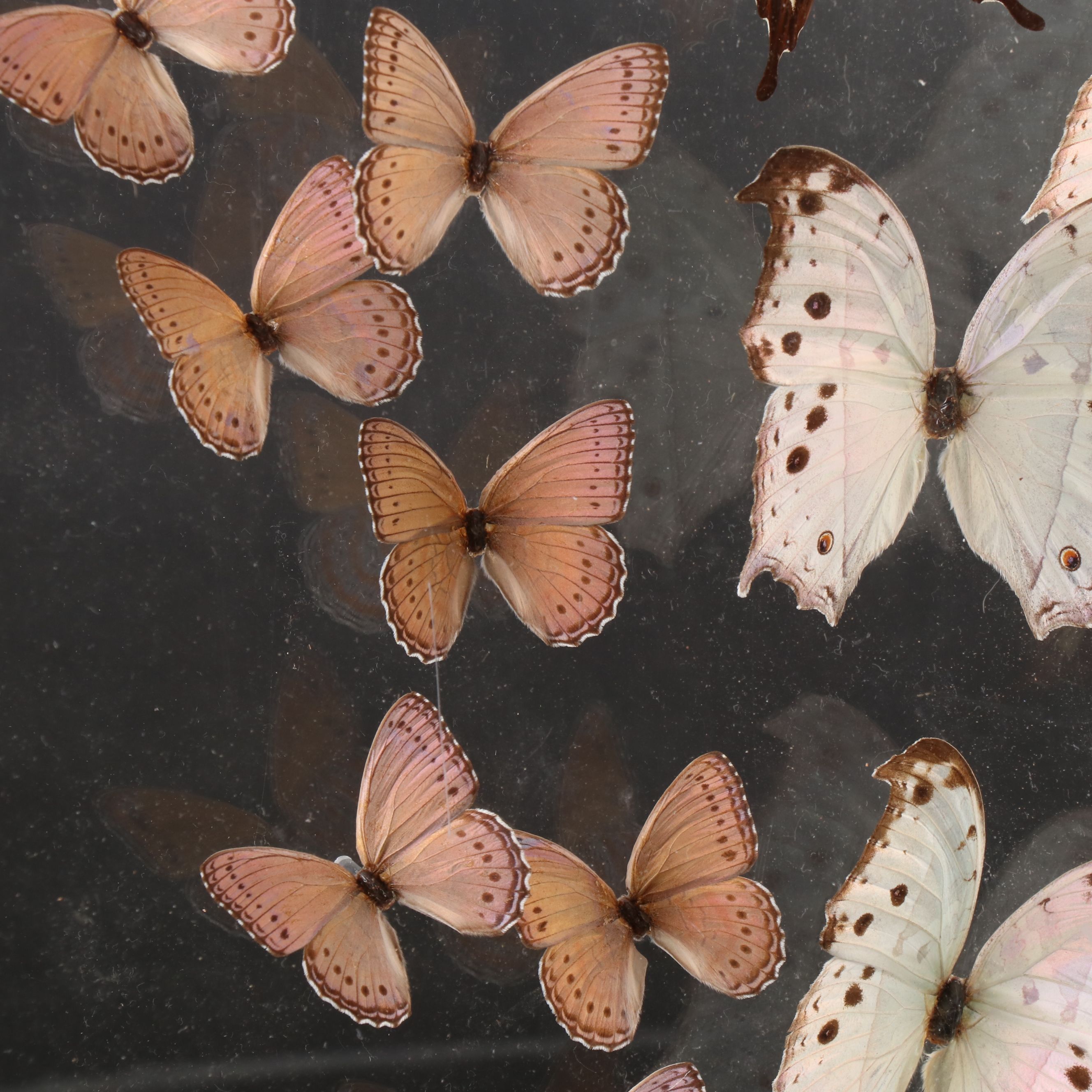 Butterfly Display with Forest Mother-of-Pearl and Others, 1998