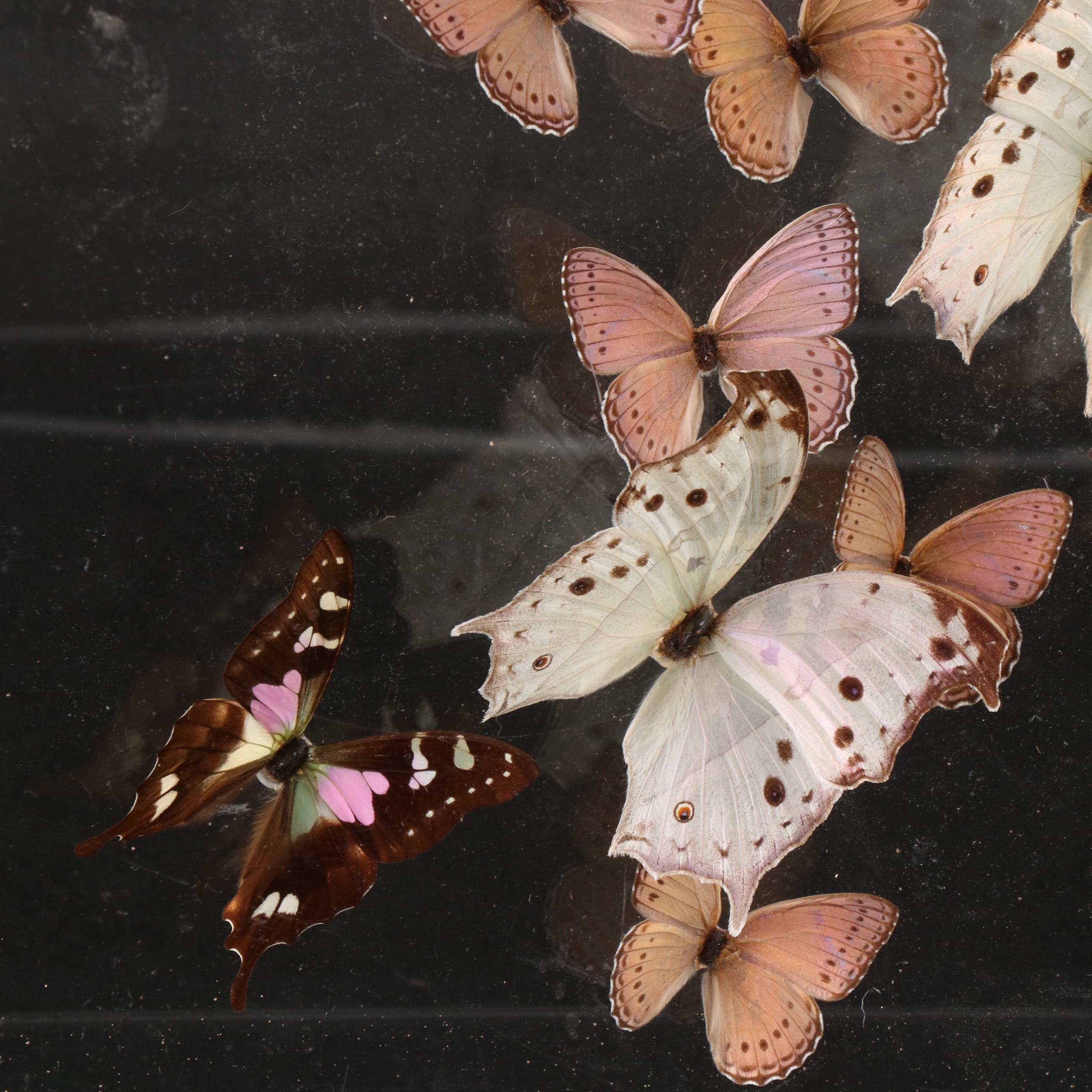 Butterfly Display with Forest Mother-of-Pearl and Others, 1998