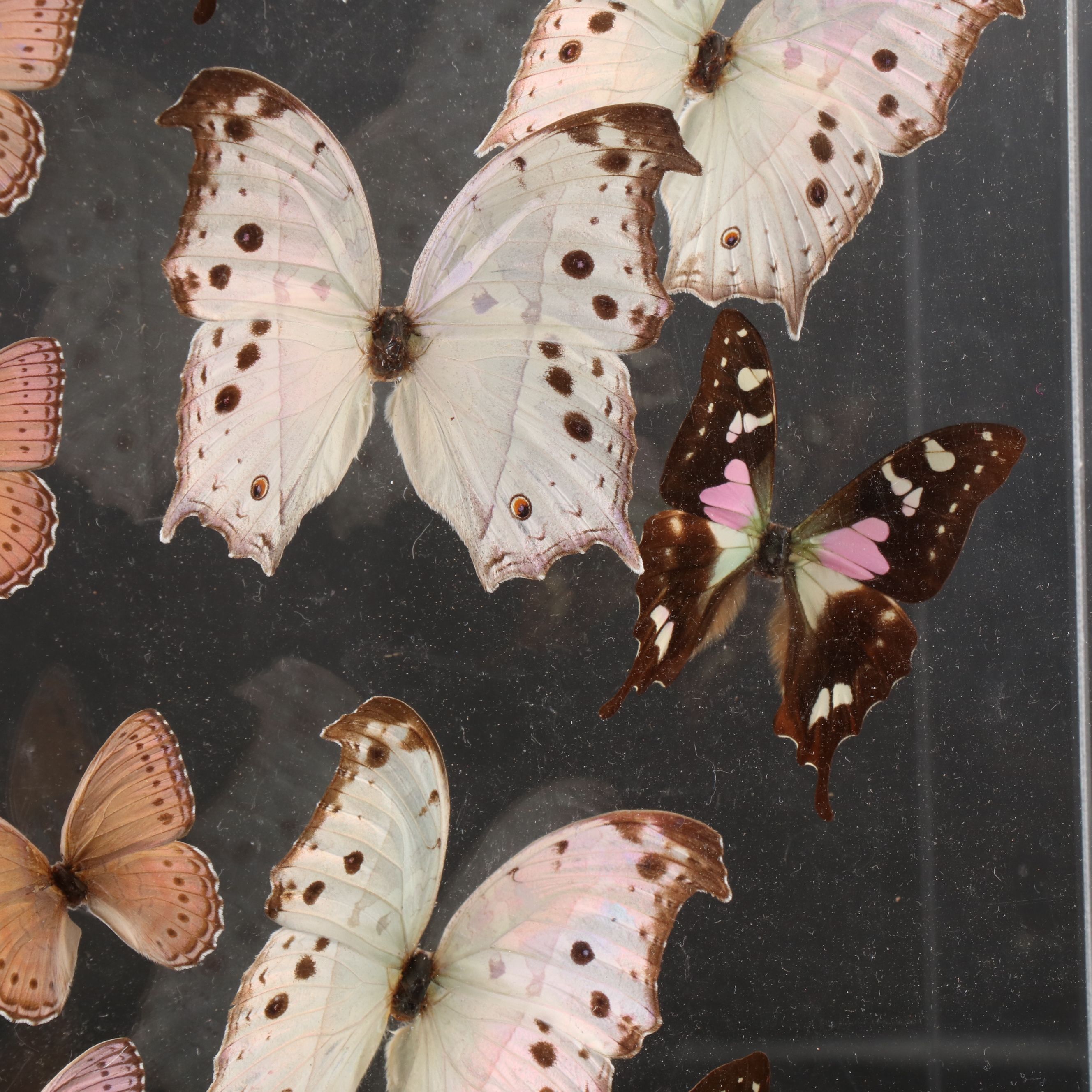 Butterfly Display with Forest Mother-of-Pearl and Others, 1998